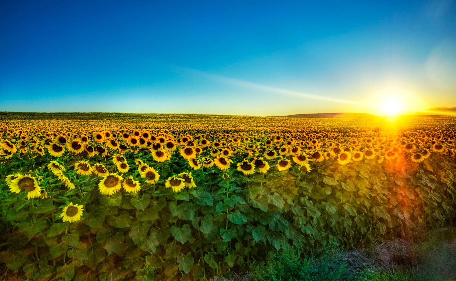 sunflower field across horizon during sunrise sunflowers 2k 4k