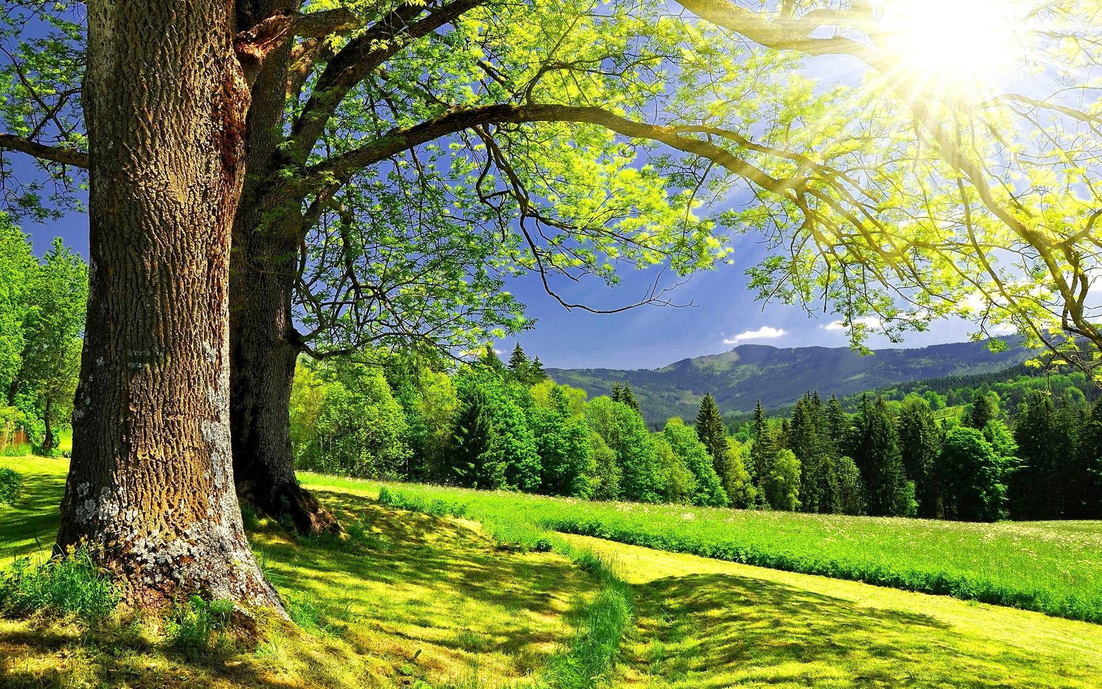 Sunny Summer Day nature 2k