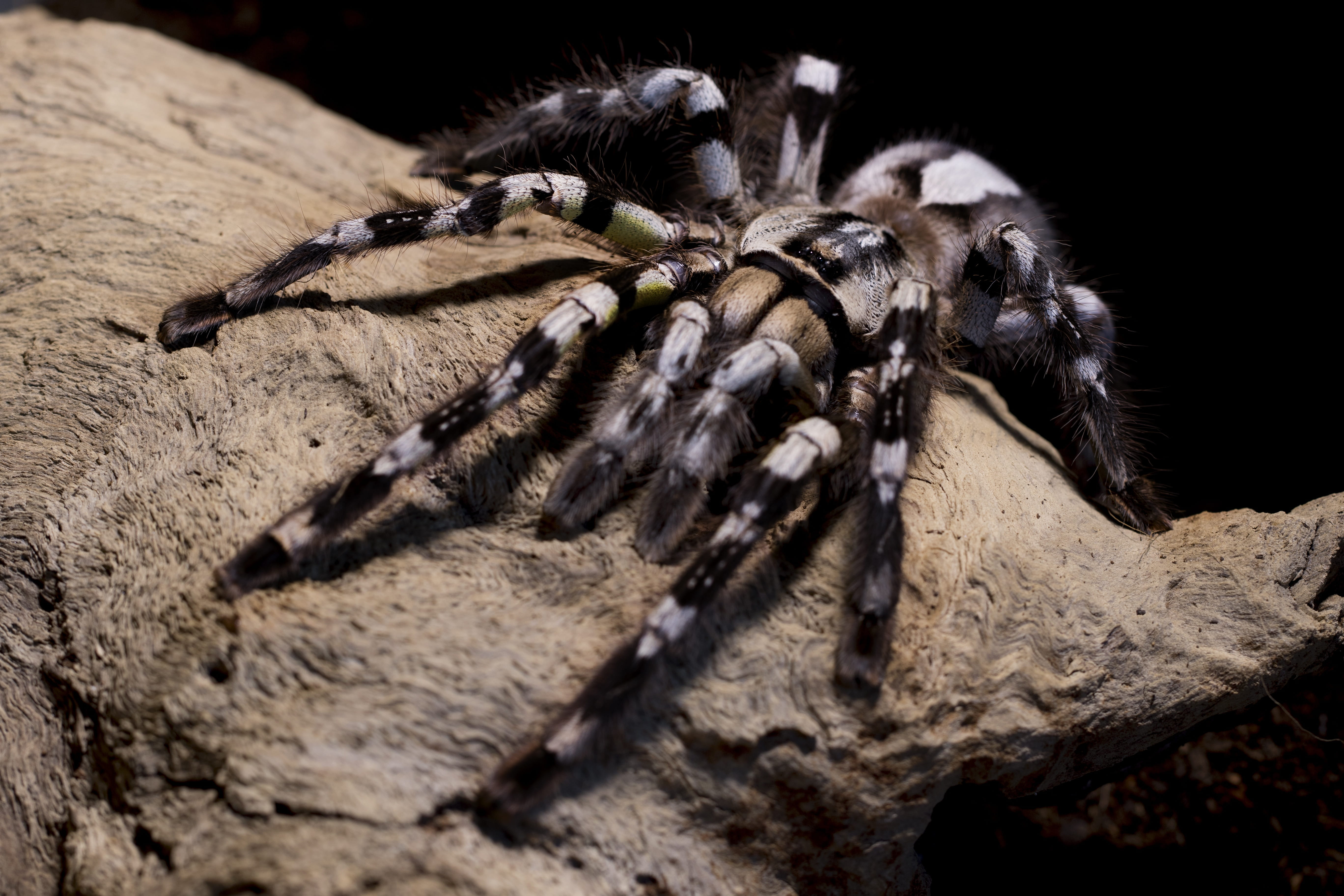 tarantula spider poecilotheria regalis hairy creepy phobia 2k 4k 5k