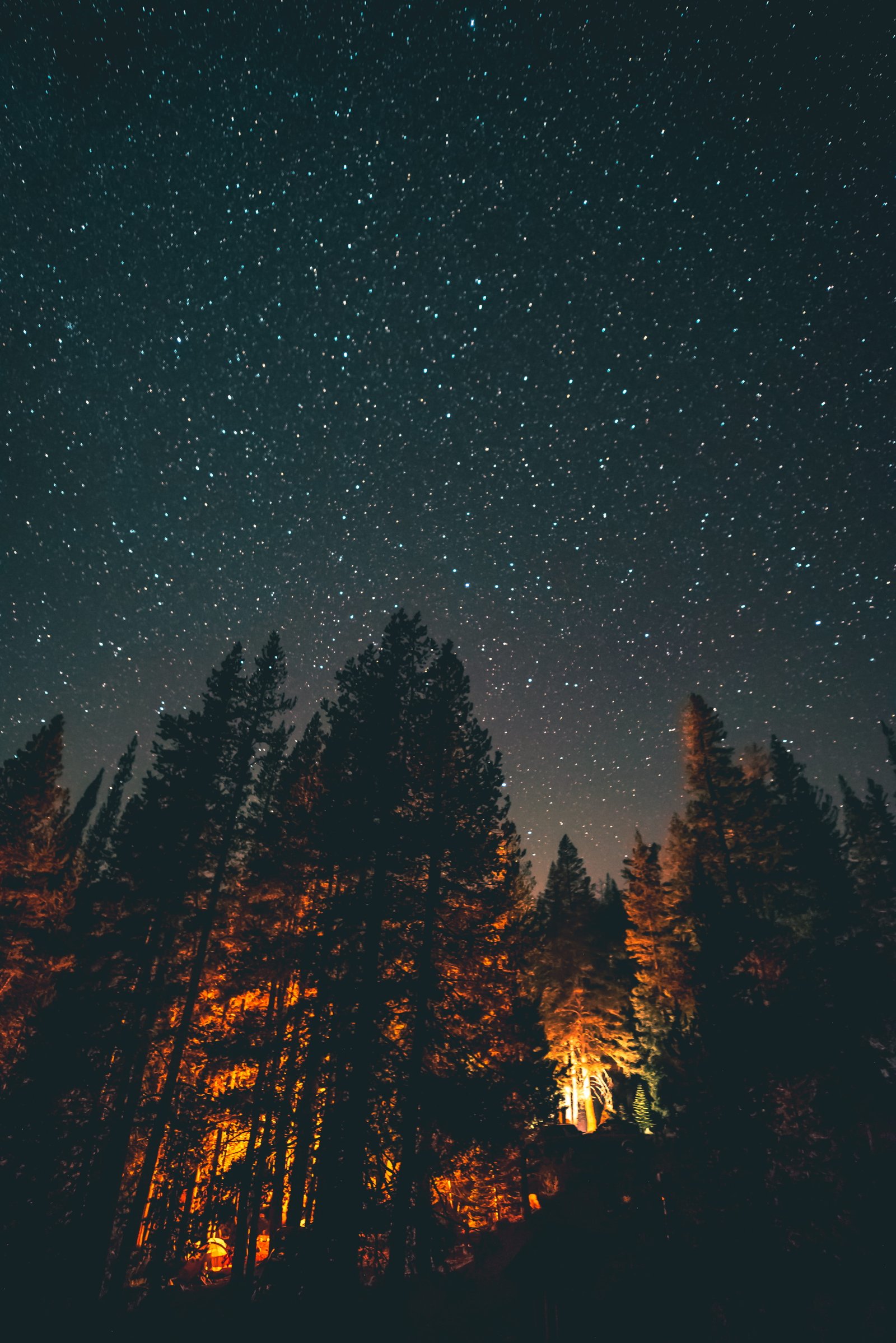 trees under the stars sky long exposure fire camping campfire 2k 4k