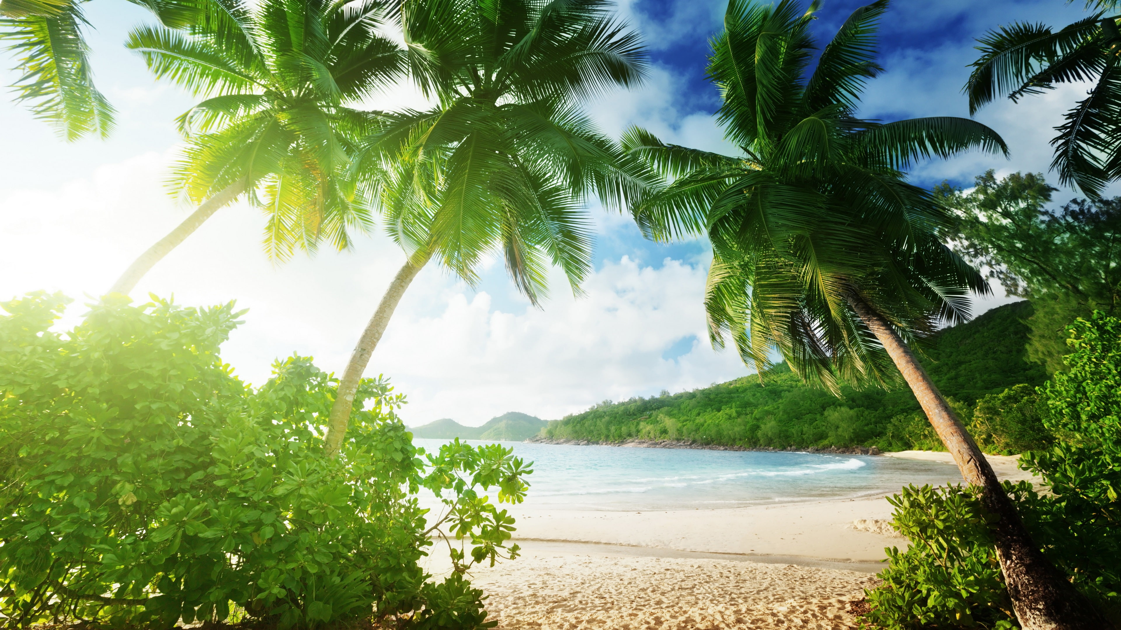 Tropical beach palm trees sand sea coast clouds green leafed plant 2k 4k