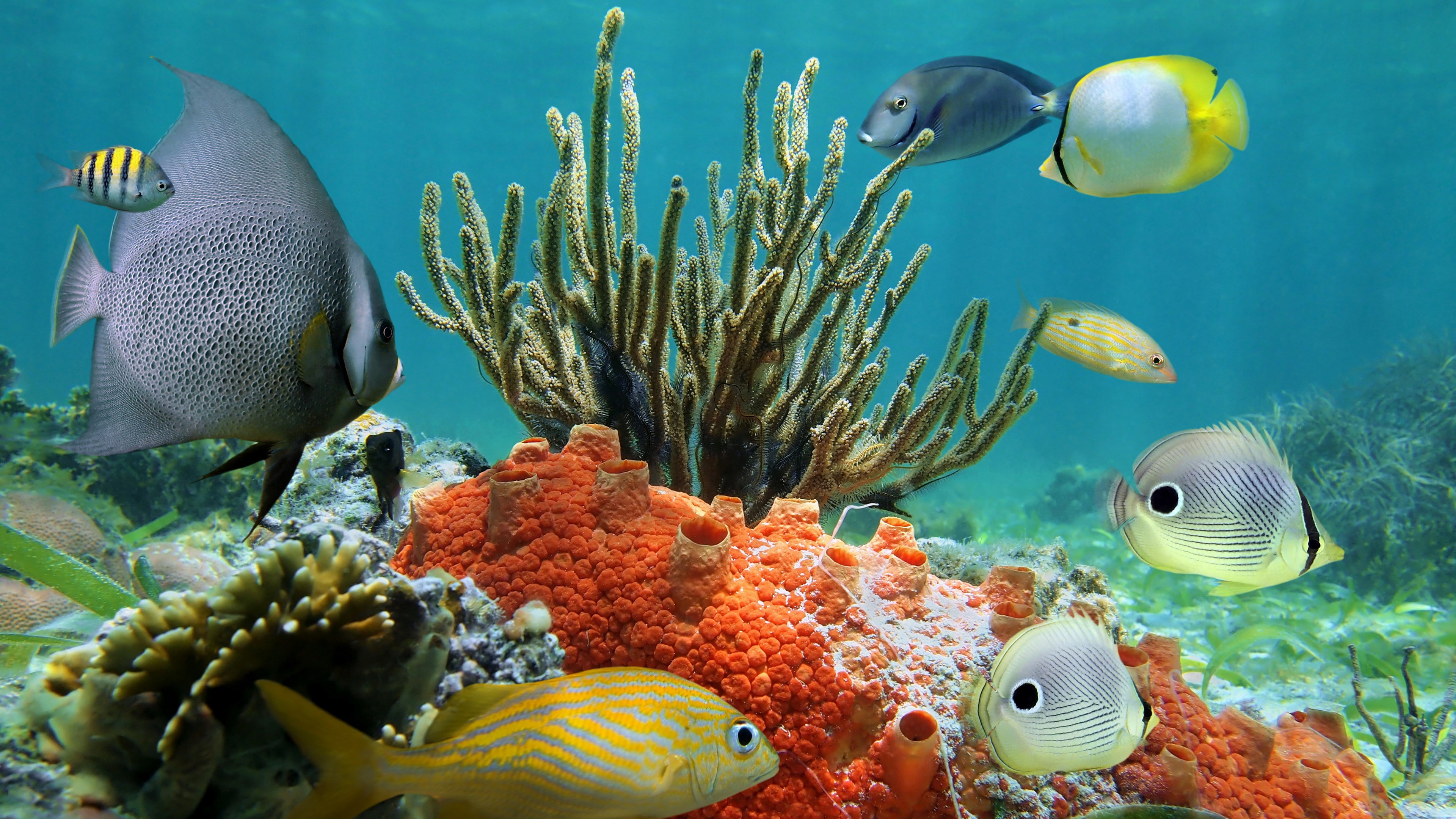 underwater coral reef scenery background sea life animal 2k 4k