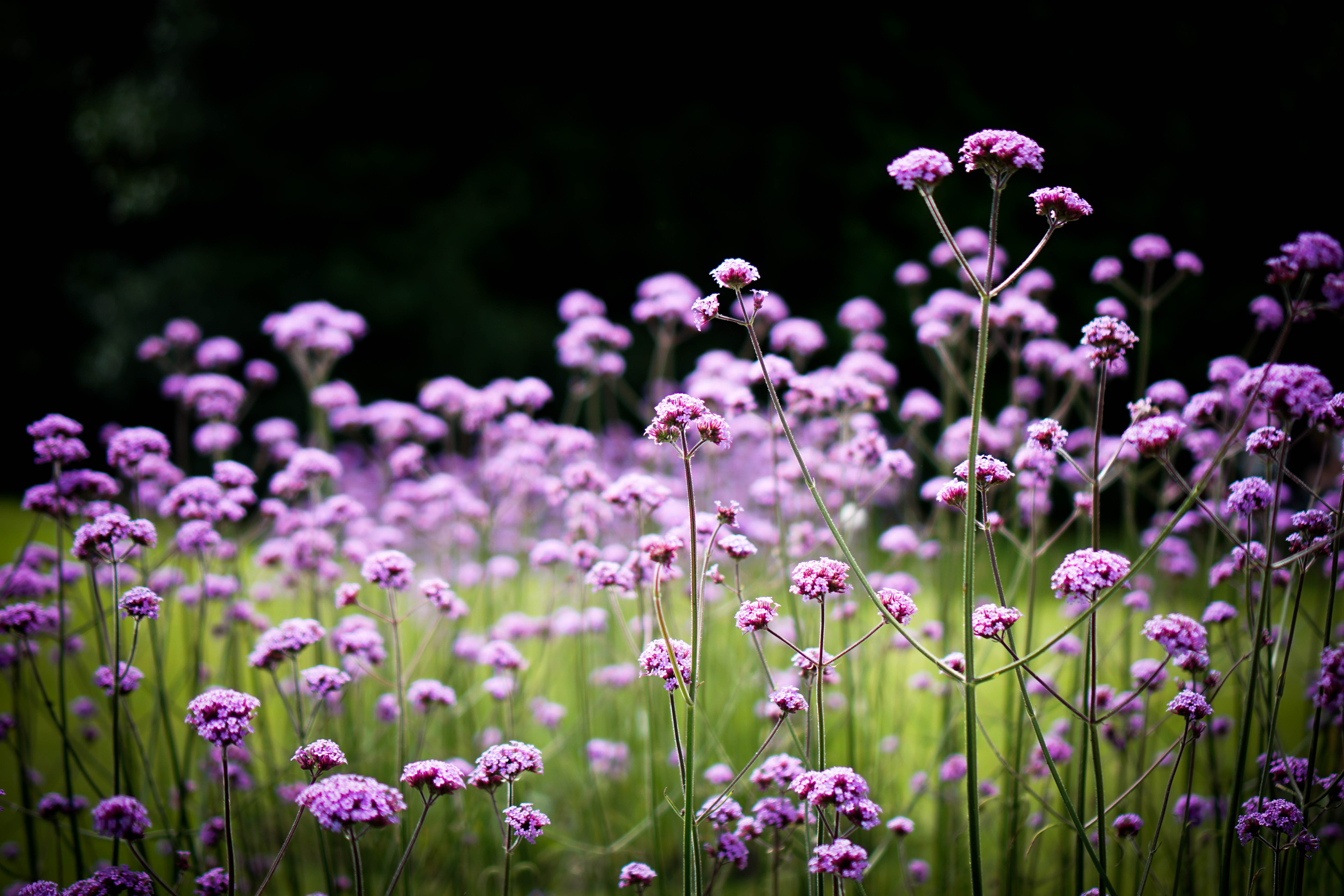 white flowers in close up photography verbena Verbena bonariensis 2k 4k 5k
