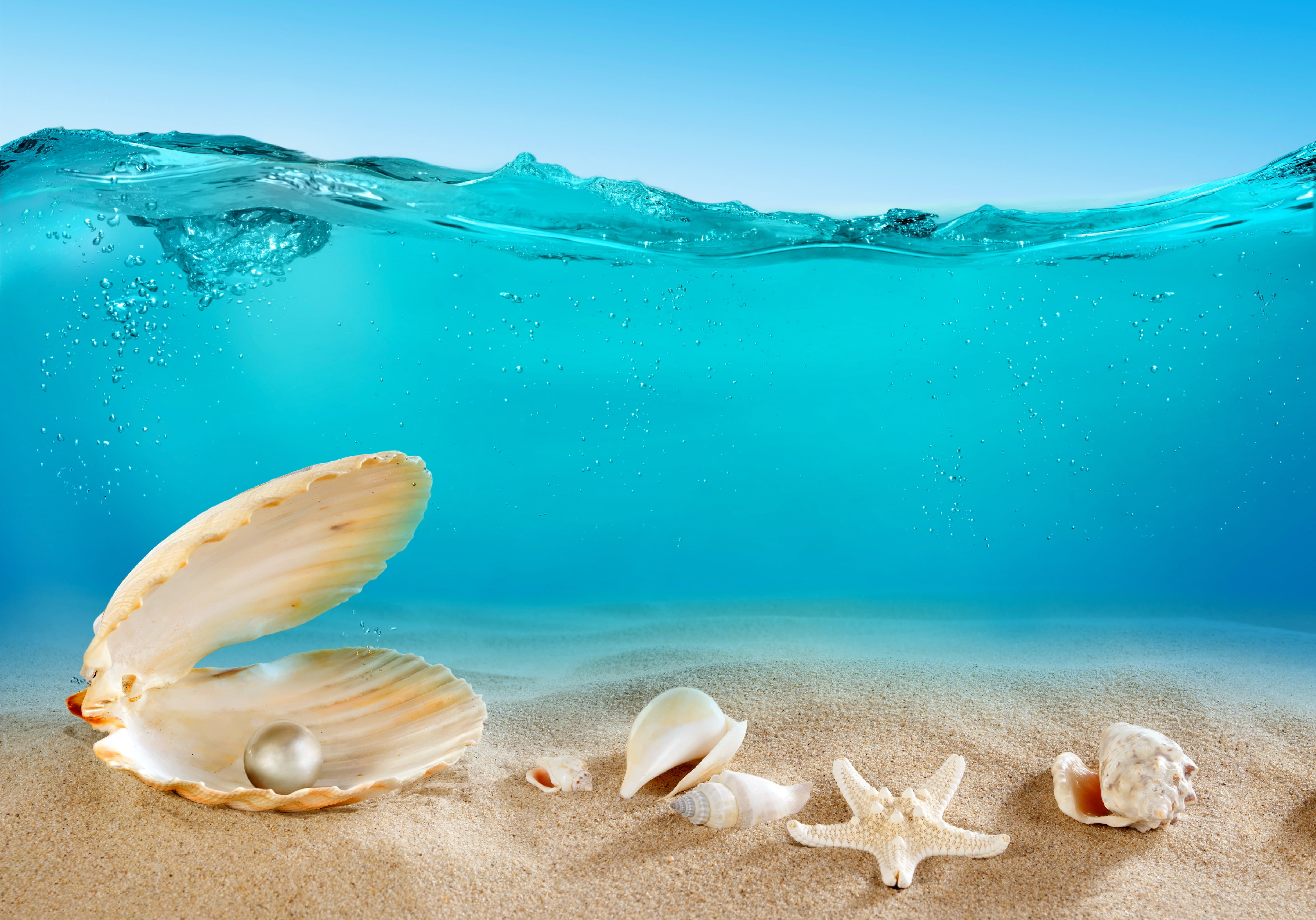 white pearl sand sea the ocean bottom shell underwater 2k 4k 5k