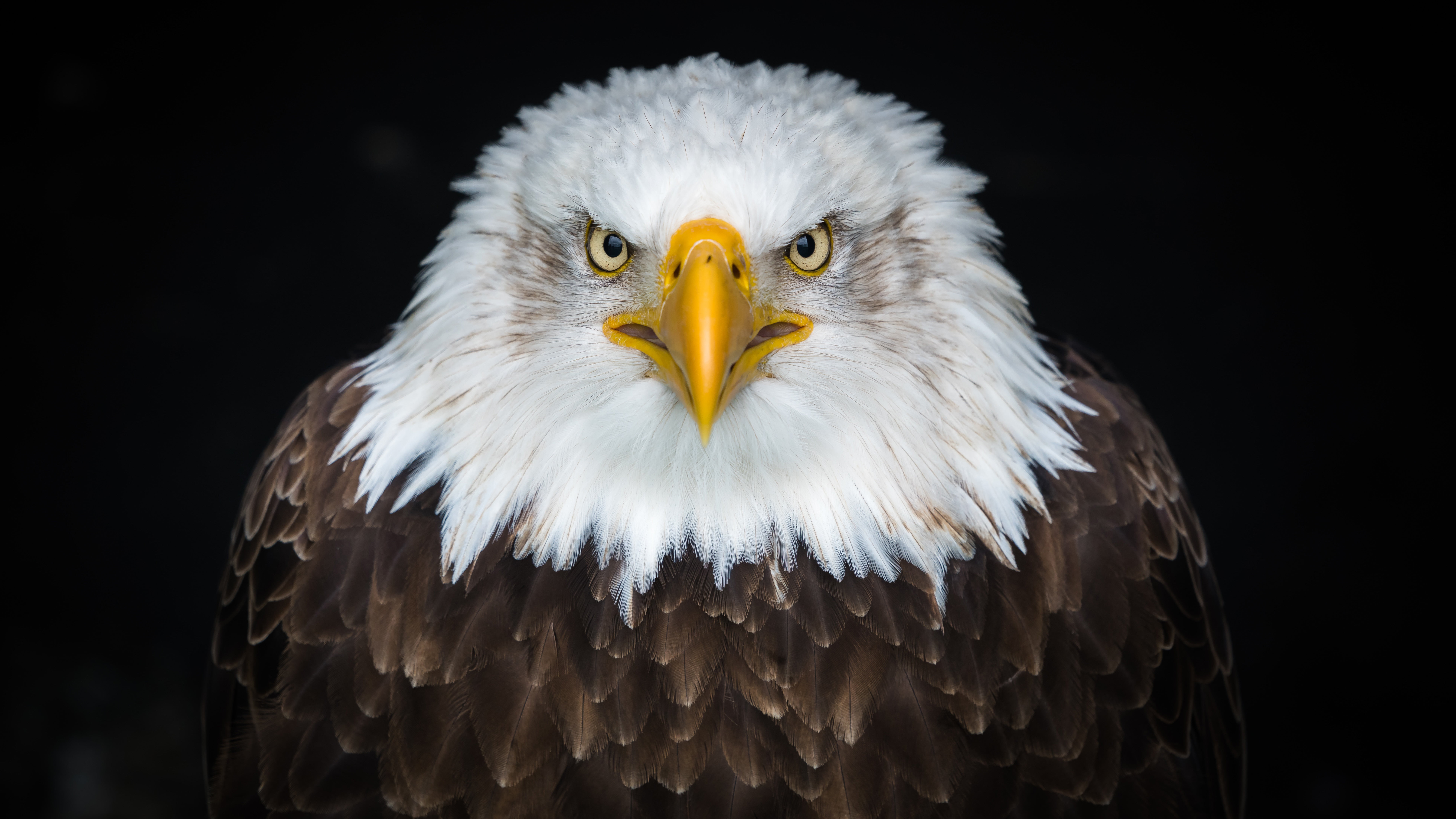 bald eagle birds hd animal bird of prey themes 2k 4k 5k 8k