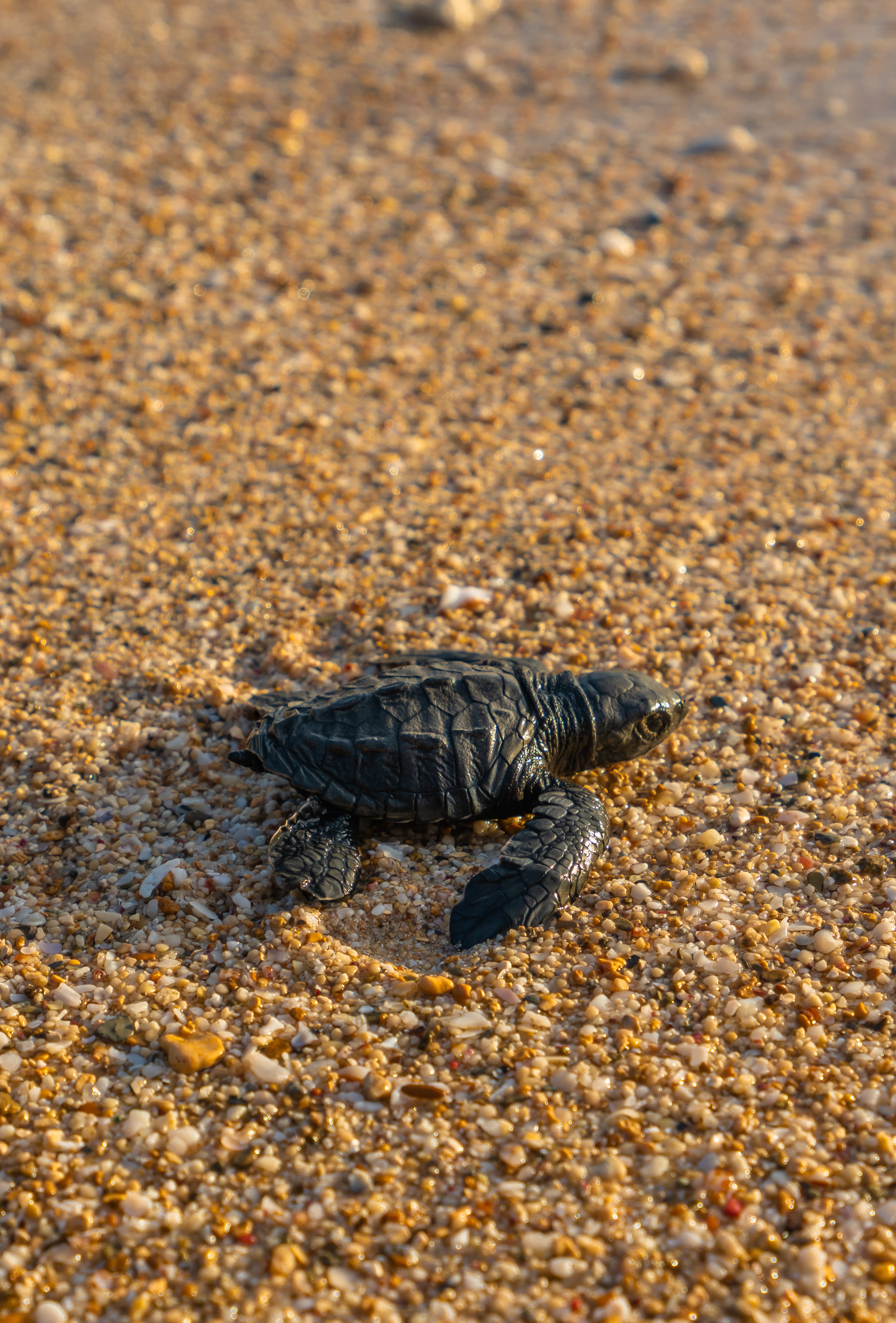 black turtle on seashore reptile animal sea life 2k 4k