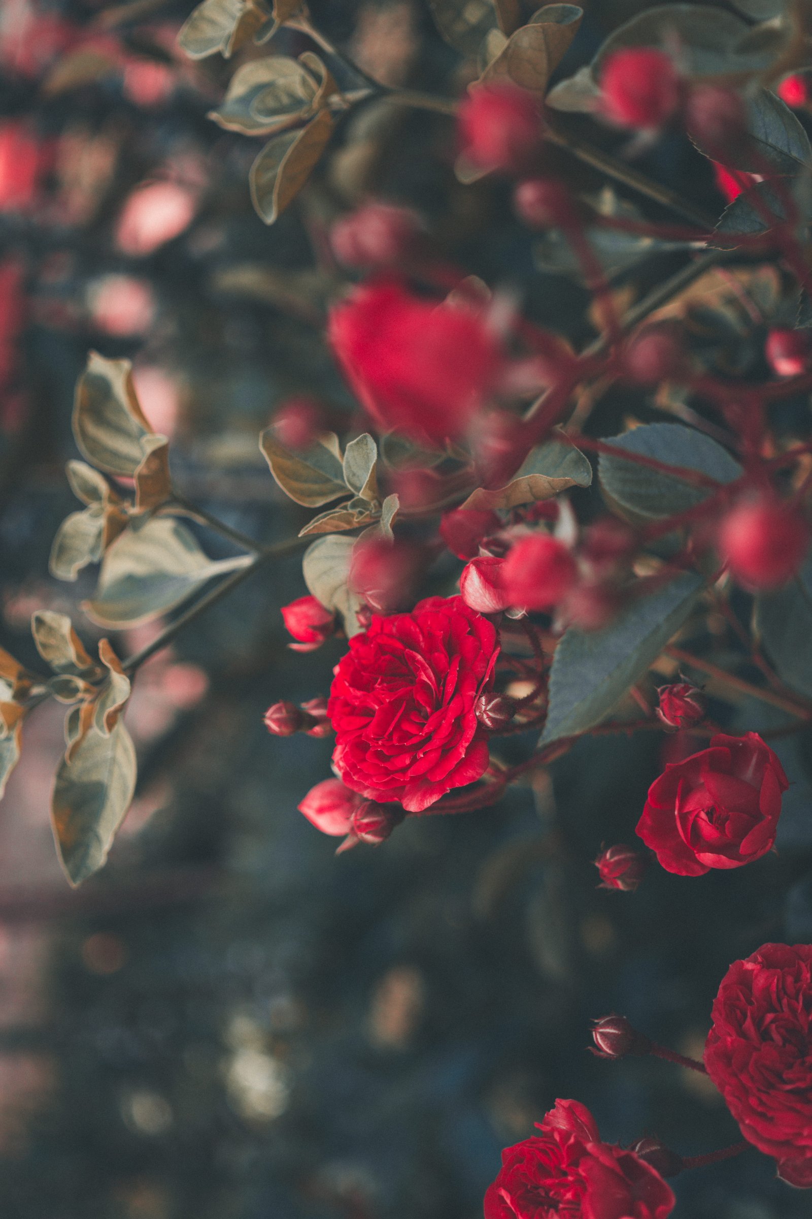 blooming red roses flower blossom human person people plant 2k 4k