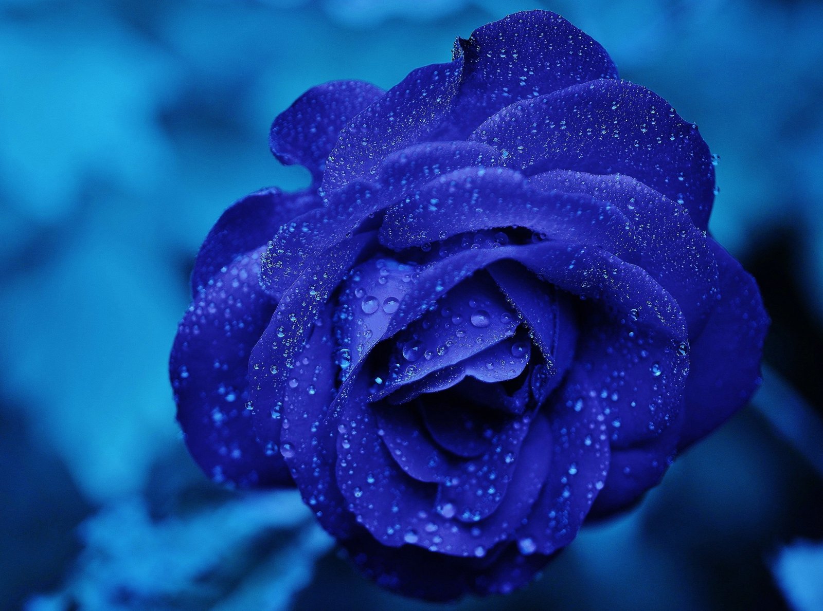 Blue Rose Macro blue rose flower Holidays Valentine s Day 2k 4k