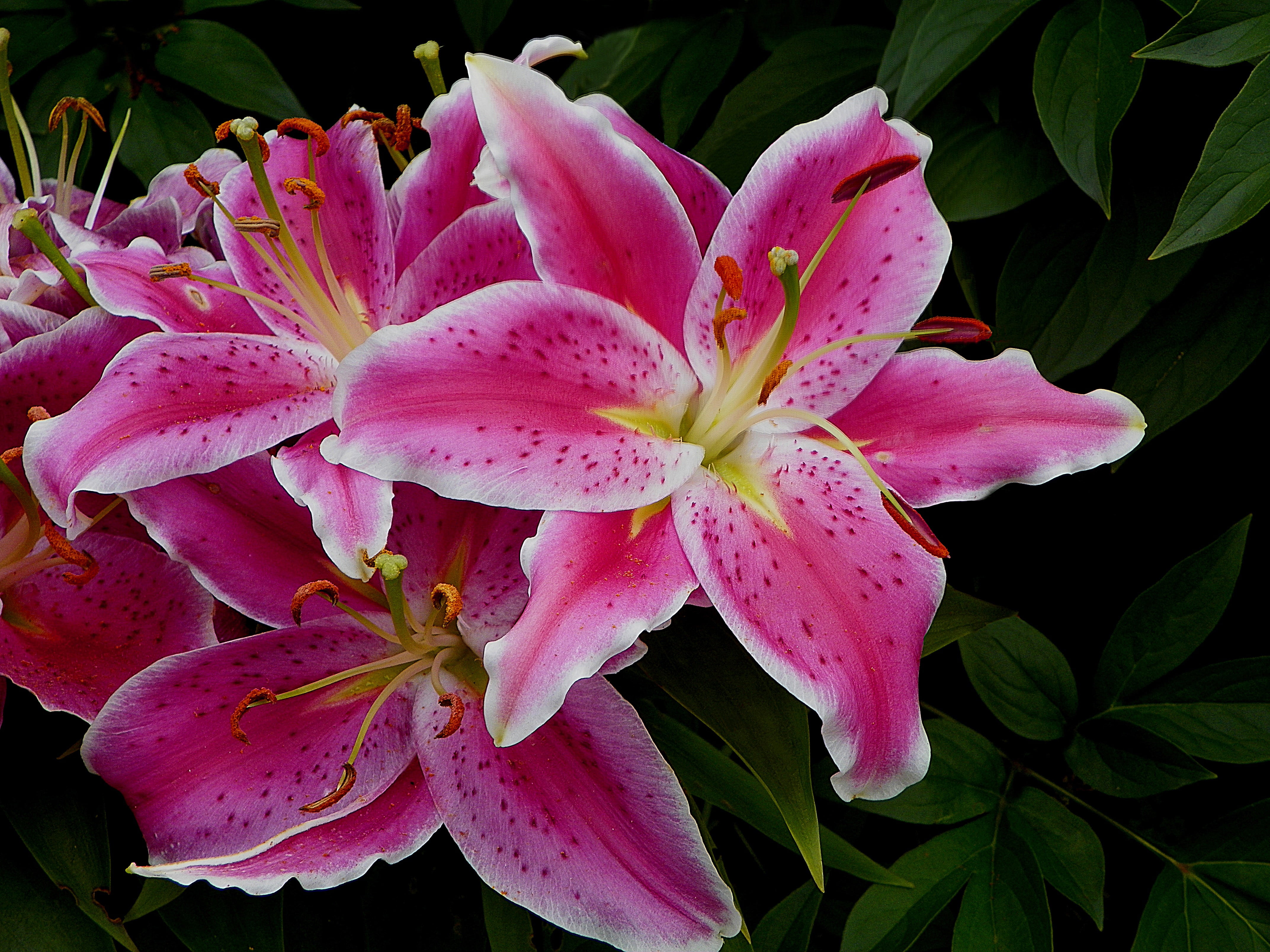 close up photo of pink and white petaled flowers lily stargazer 2k 4k