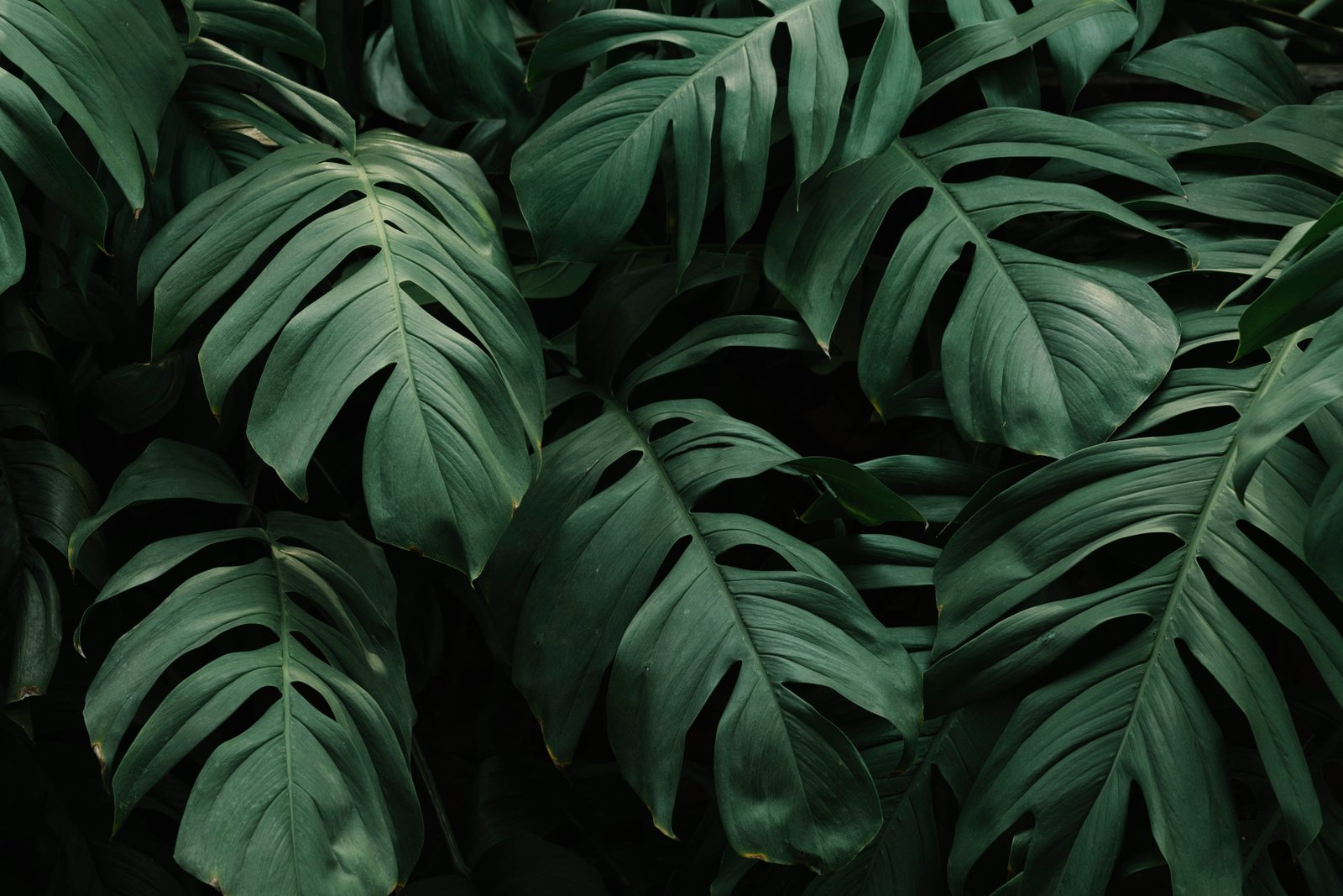 Close up Photo of Leaves fresh freshness garden green greenery 47 2k 4k 5k