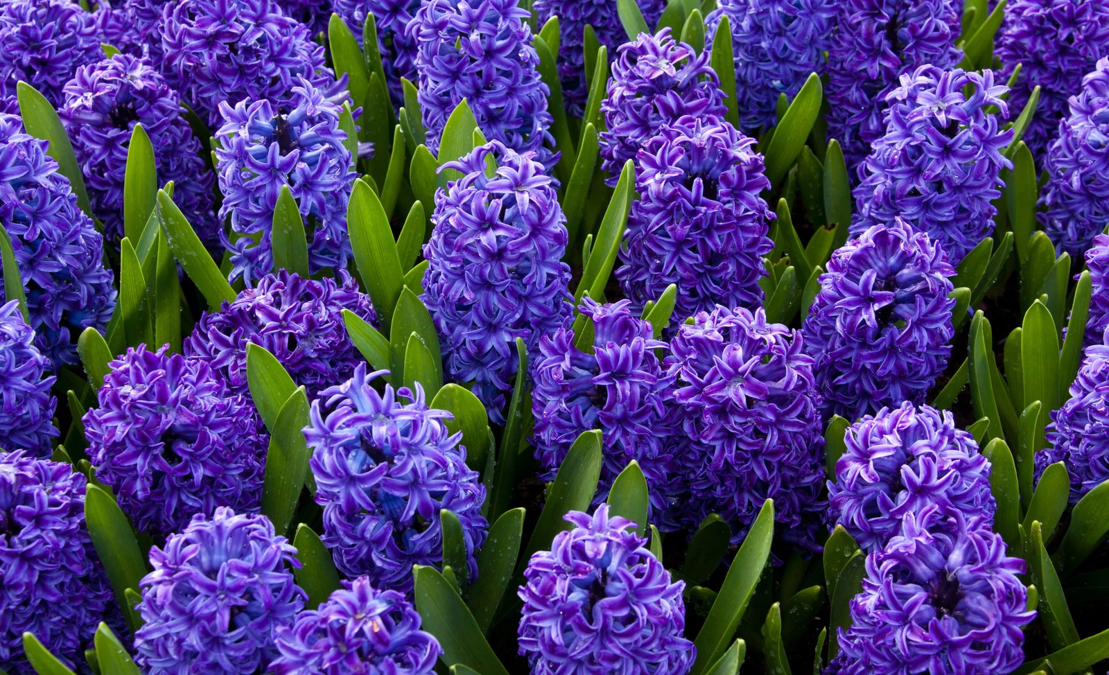 close up photo of purple hyacinth flowers at daytime Background 2k 4k 5k