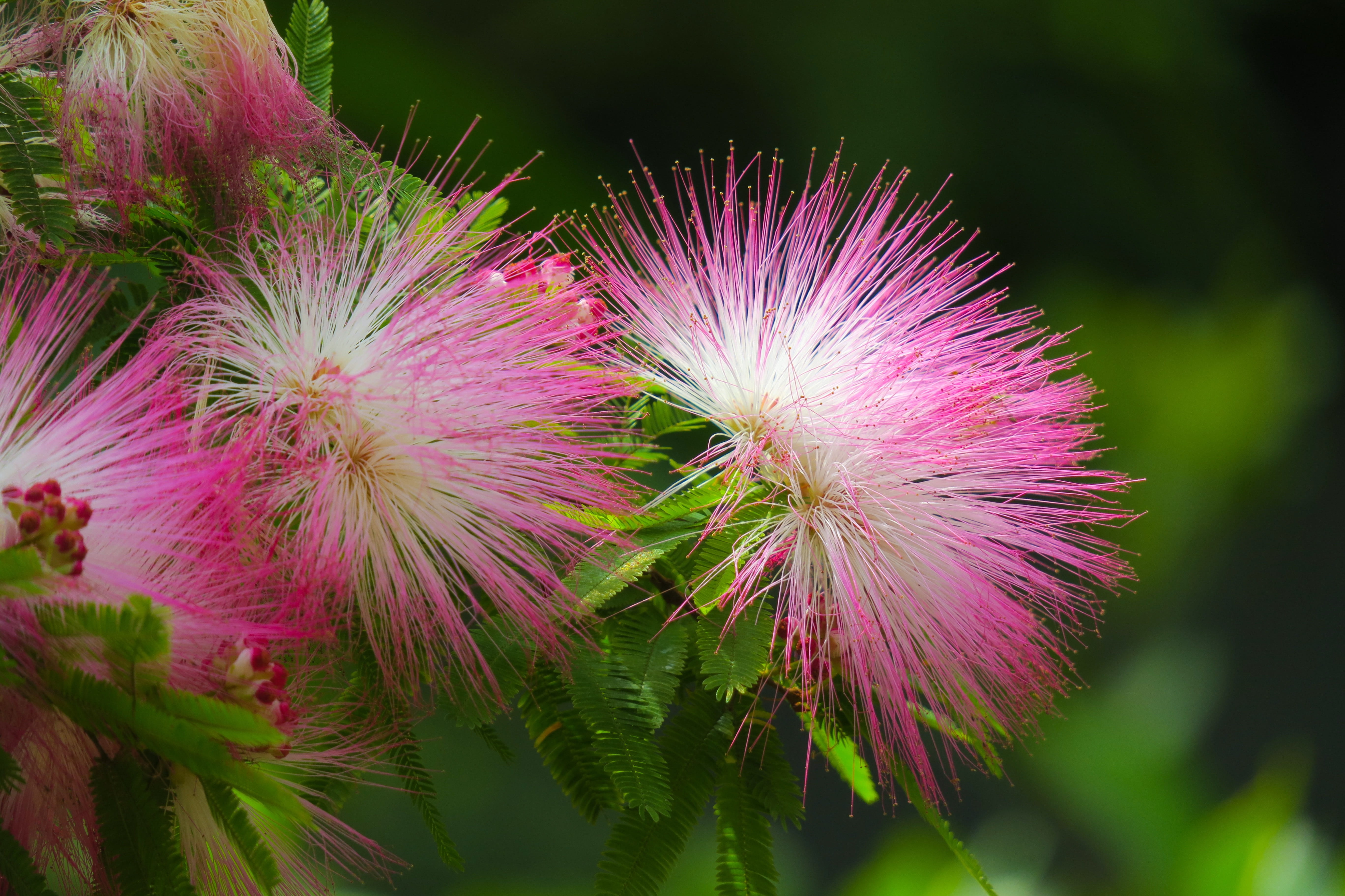 closeup photography of white and pink silk petaled flowers acacia 2k 4k 5k