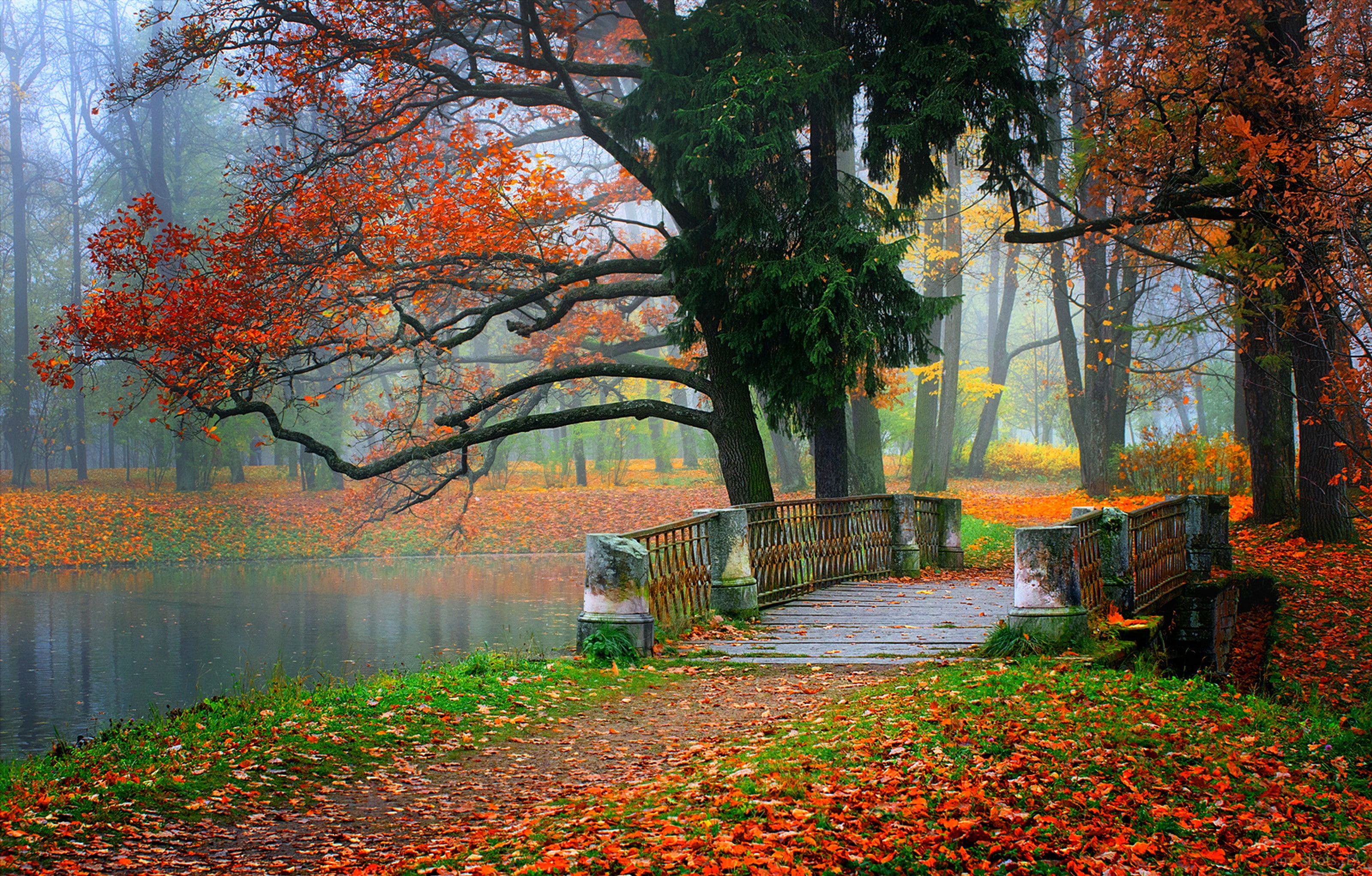 Colorful autumn park Nature river water forest trees leaves 2k
