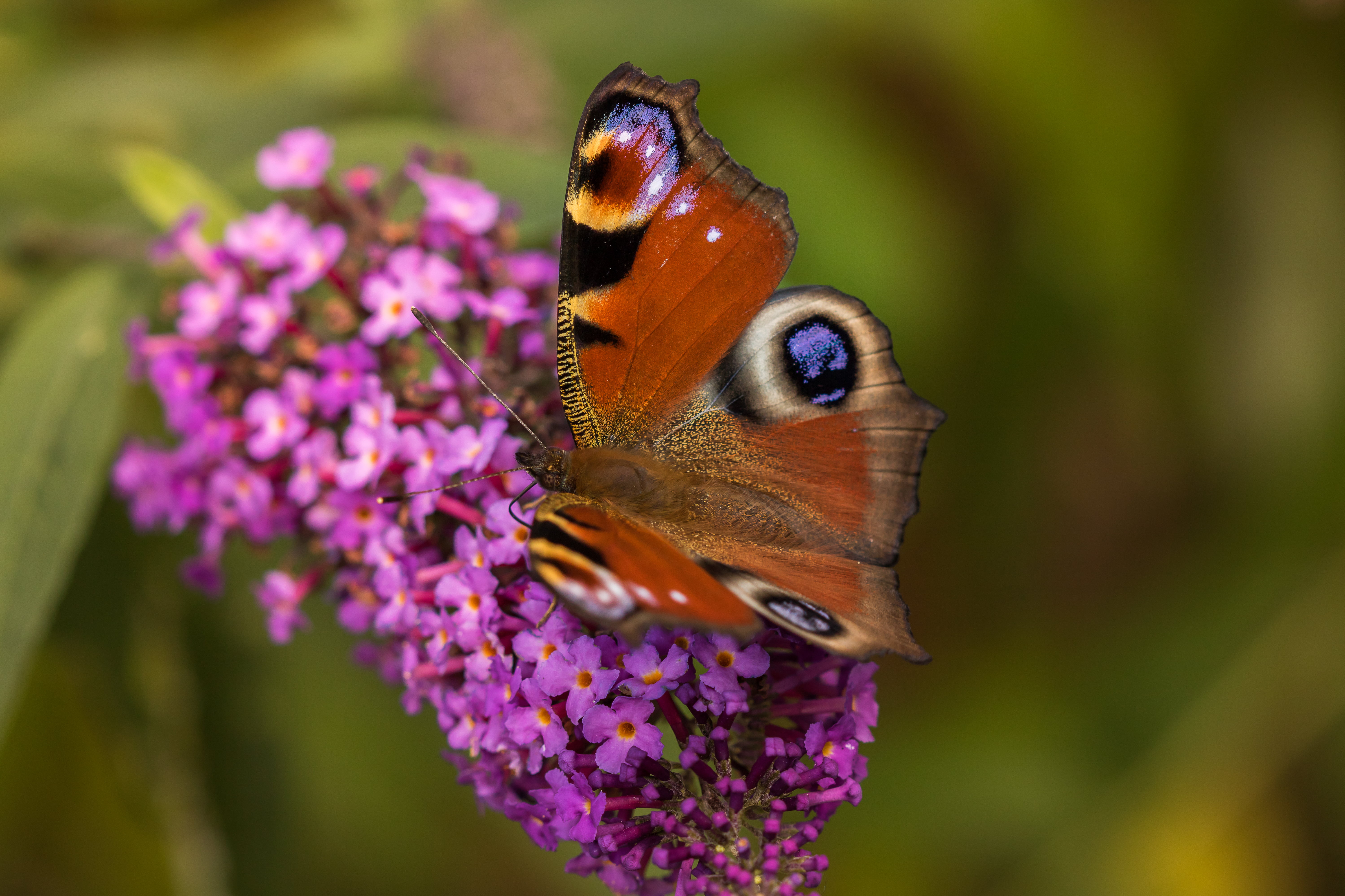 Common Buckeye Butterfly on pink flower Le du papillon buddleia 2k 4k 5k