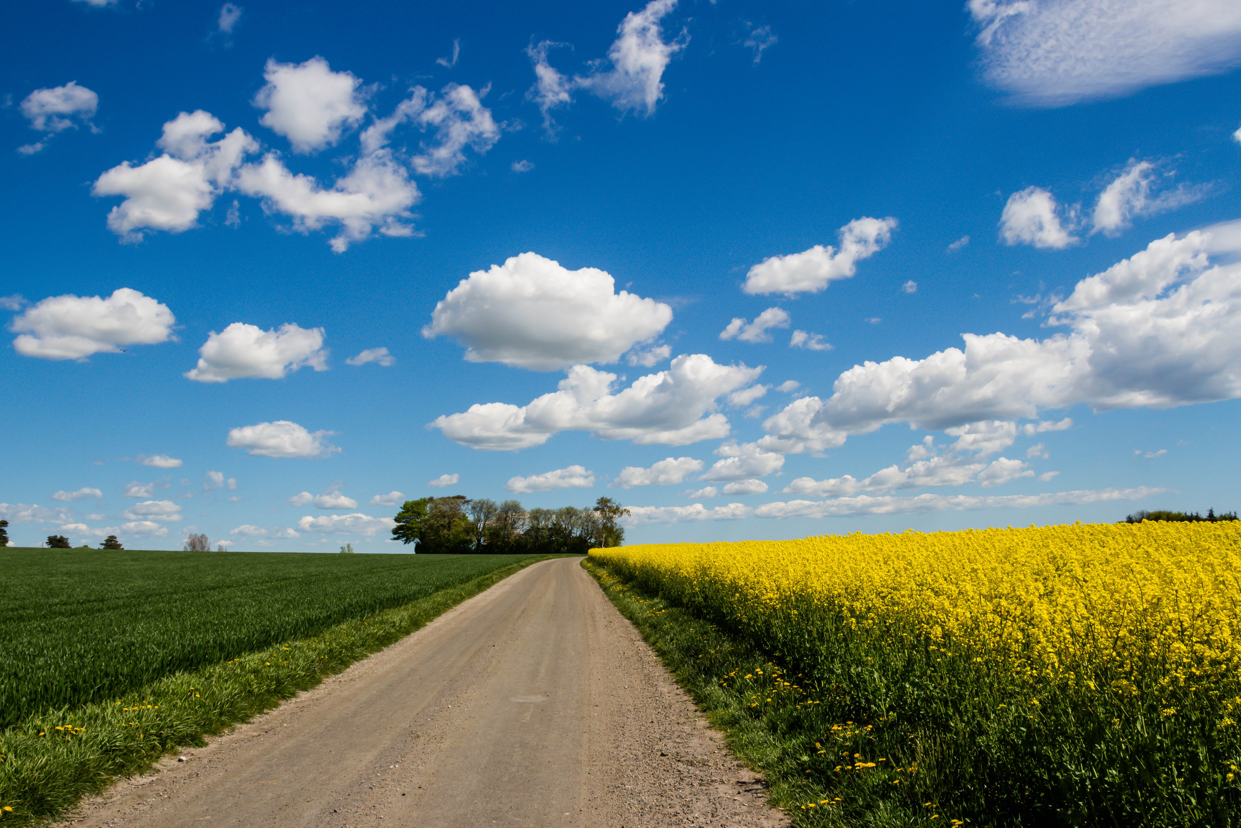 corn field near the road under white clouds during daytime Countryside 2k 4k 5k