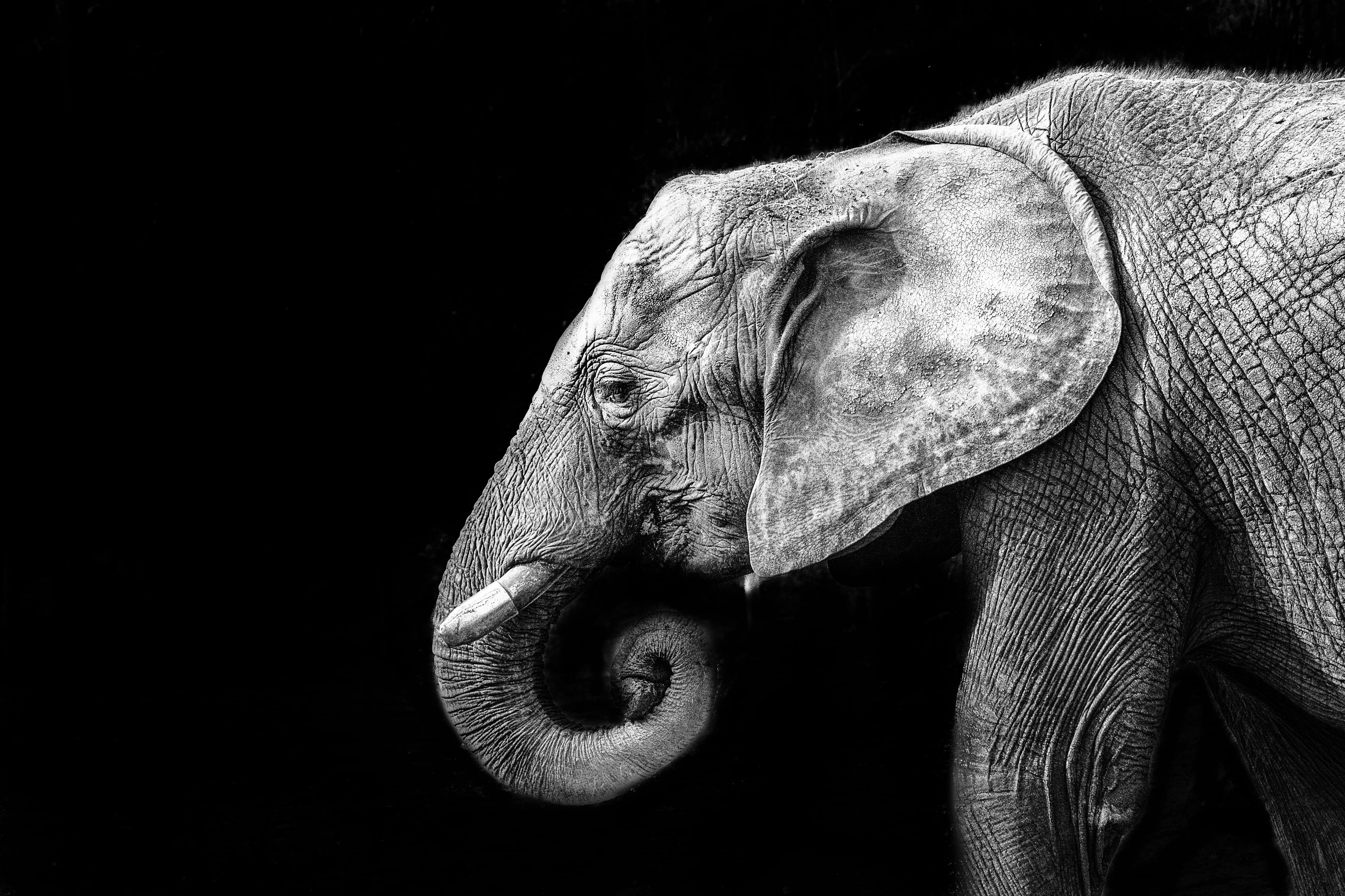 elephant in close up photography Elephant 2k 4k