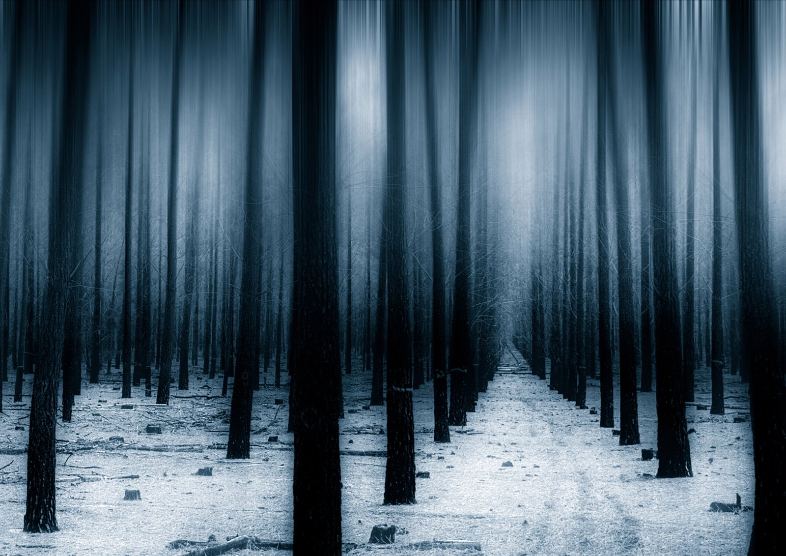forest snow winter hd nature trees no people 2k 4k 5k