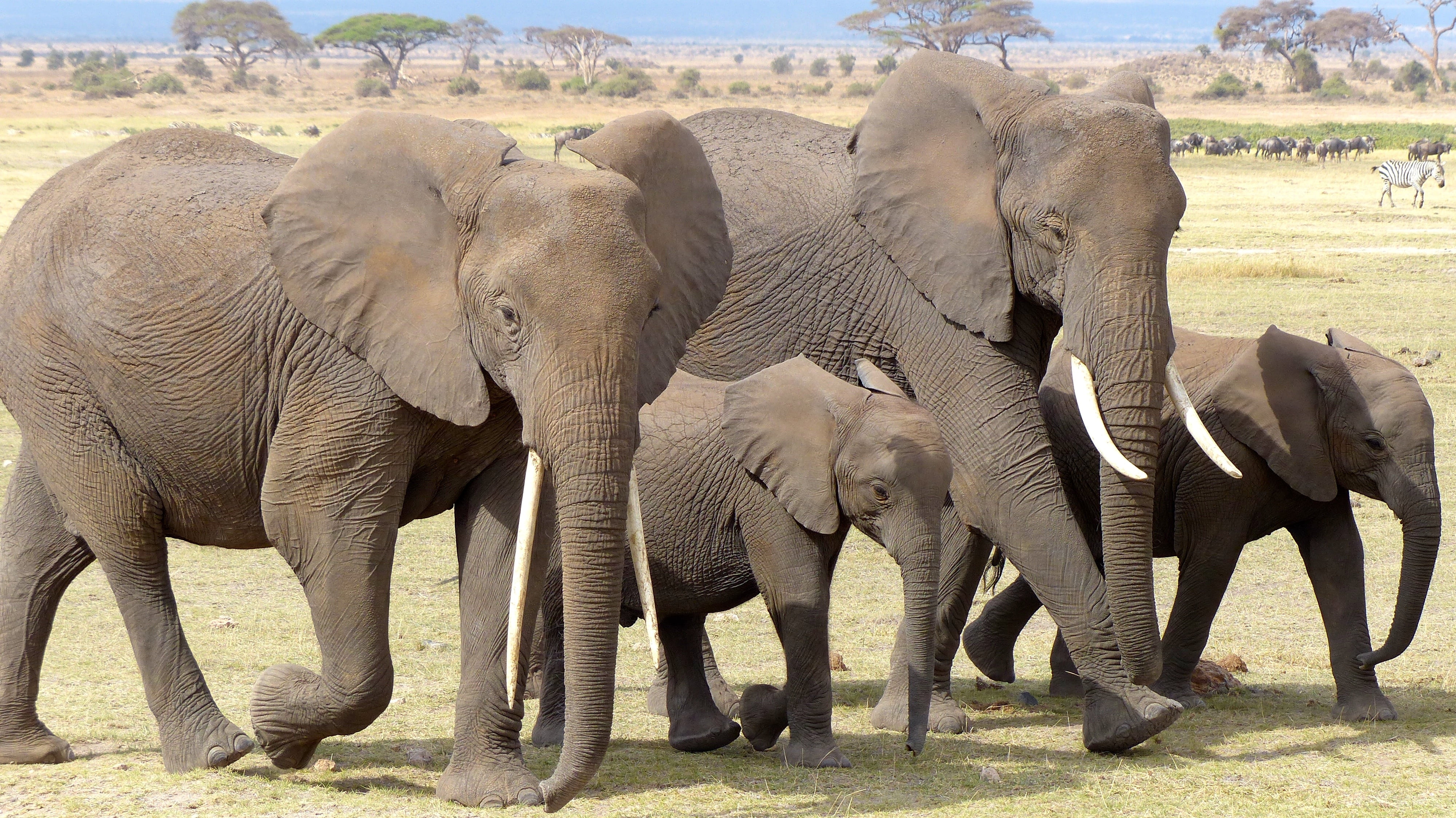 four gray elephant photo kenya amboseli np wildlife nature 2k 4k