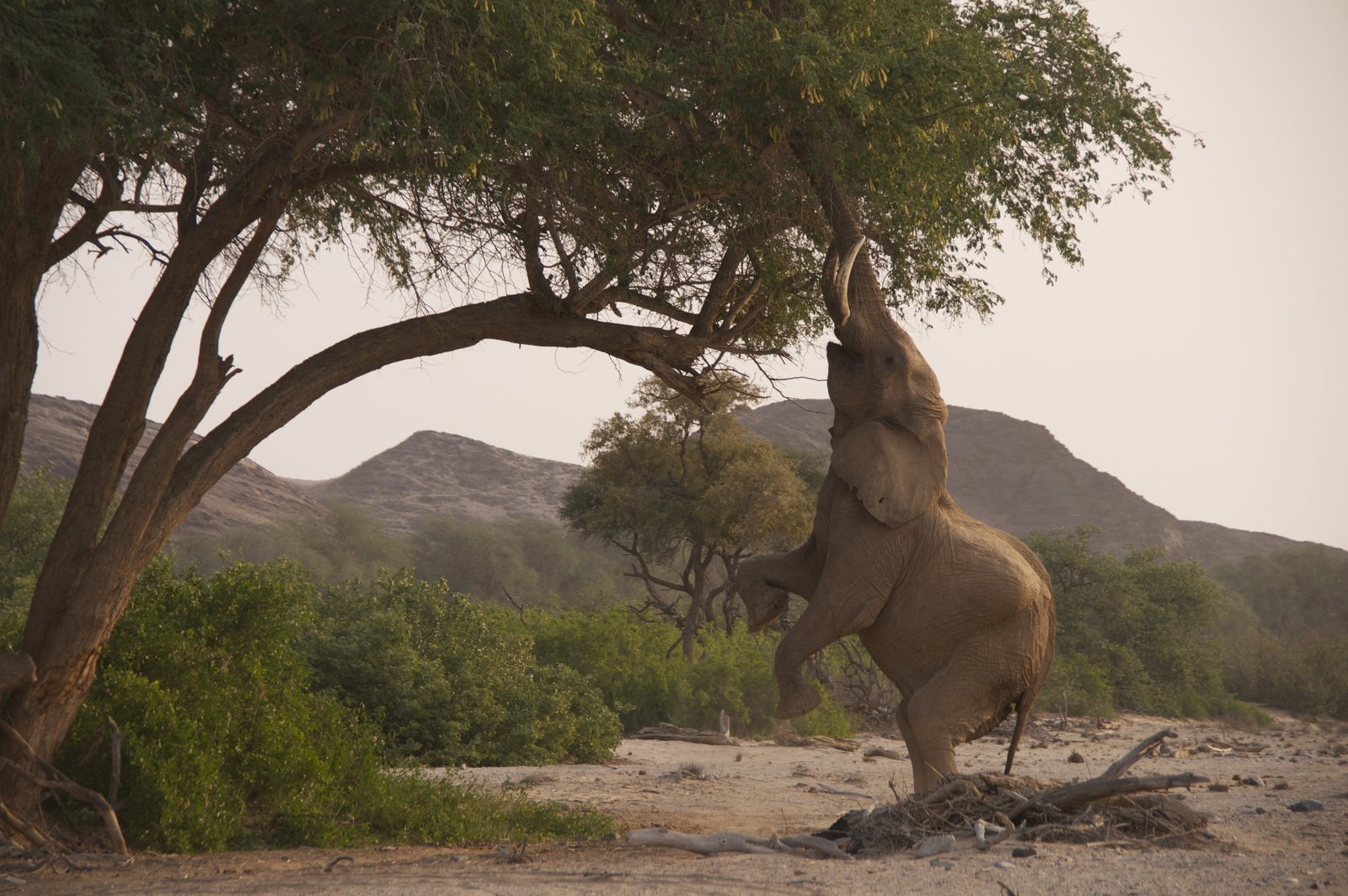 gray elephant animals nature wildlife baby tree 2k 4k 5k