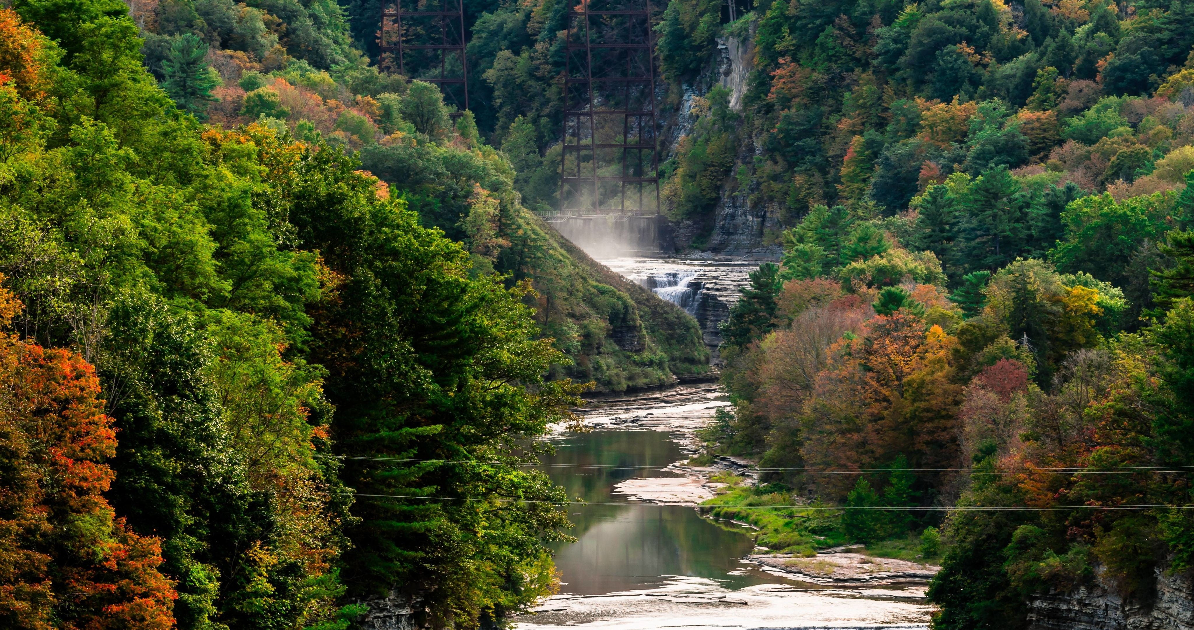 green and brown tree near body of water river trees forest 2k 4k