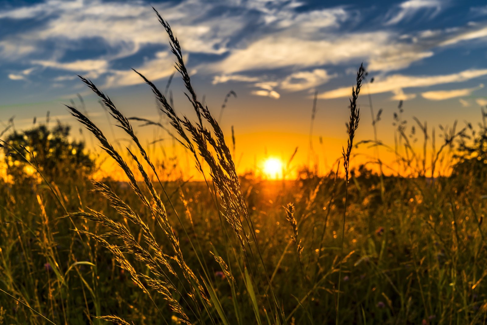 green grass field through sunset photography summer meadow 2k 4k 5k
