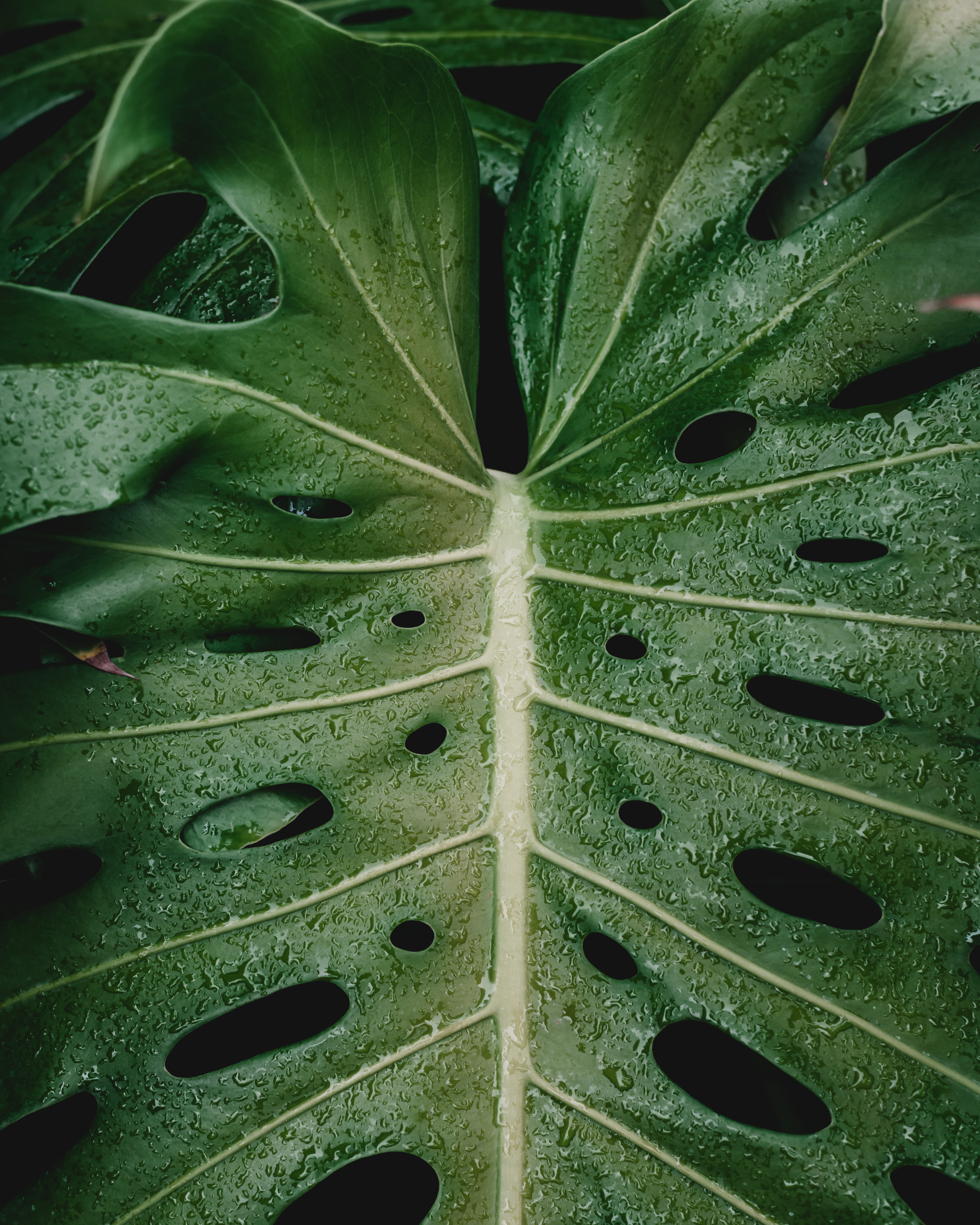 green leaf plant close up photo of droplet water drop 2k 4k