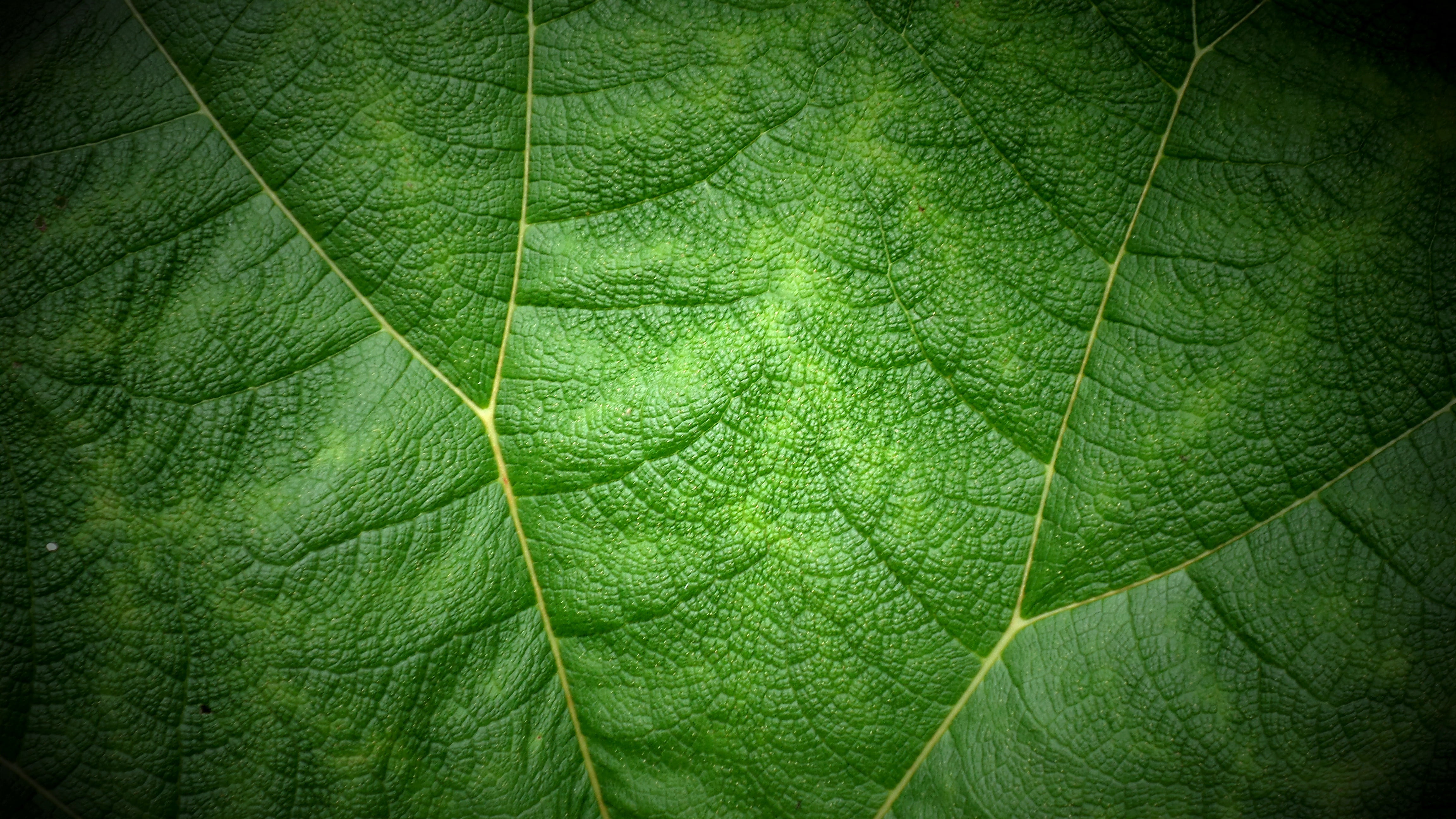green leaf versus II Souleyman nature plant backgrounds 2k 4k 5k