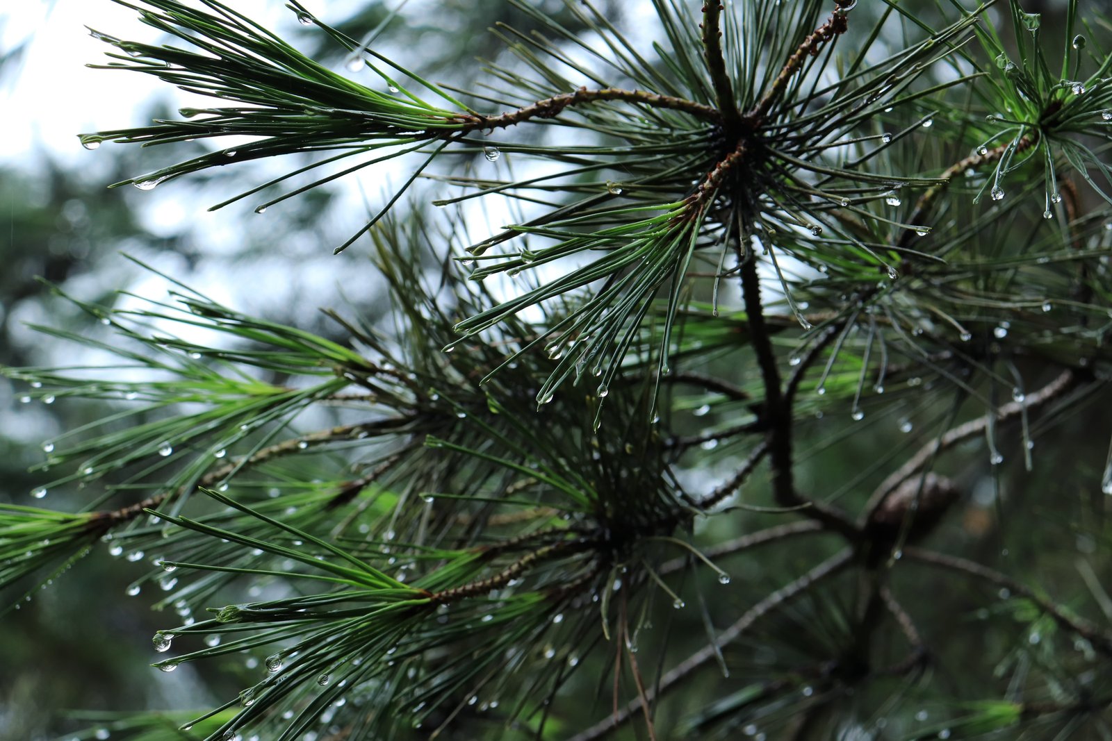 green leafed tree with morning dews pine pinetree 2k 4k 5k