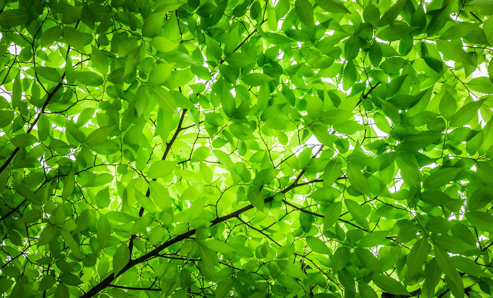 green leaves tree under white sky wood the twig leaf 2k 4k