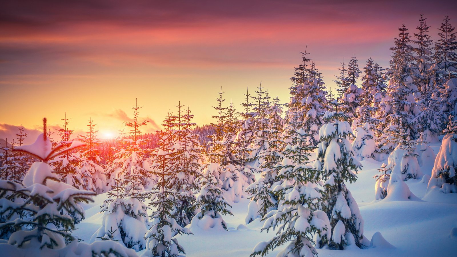 green tree lot with white snow Pines wallpaper sunset 2k 4k 5k