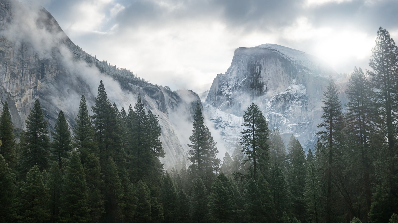 green trees lot Yosemite wallpaper forest OSX 2k 4k 5k