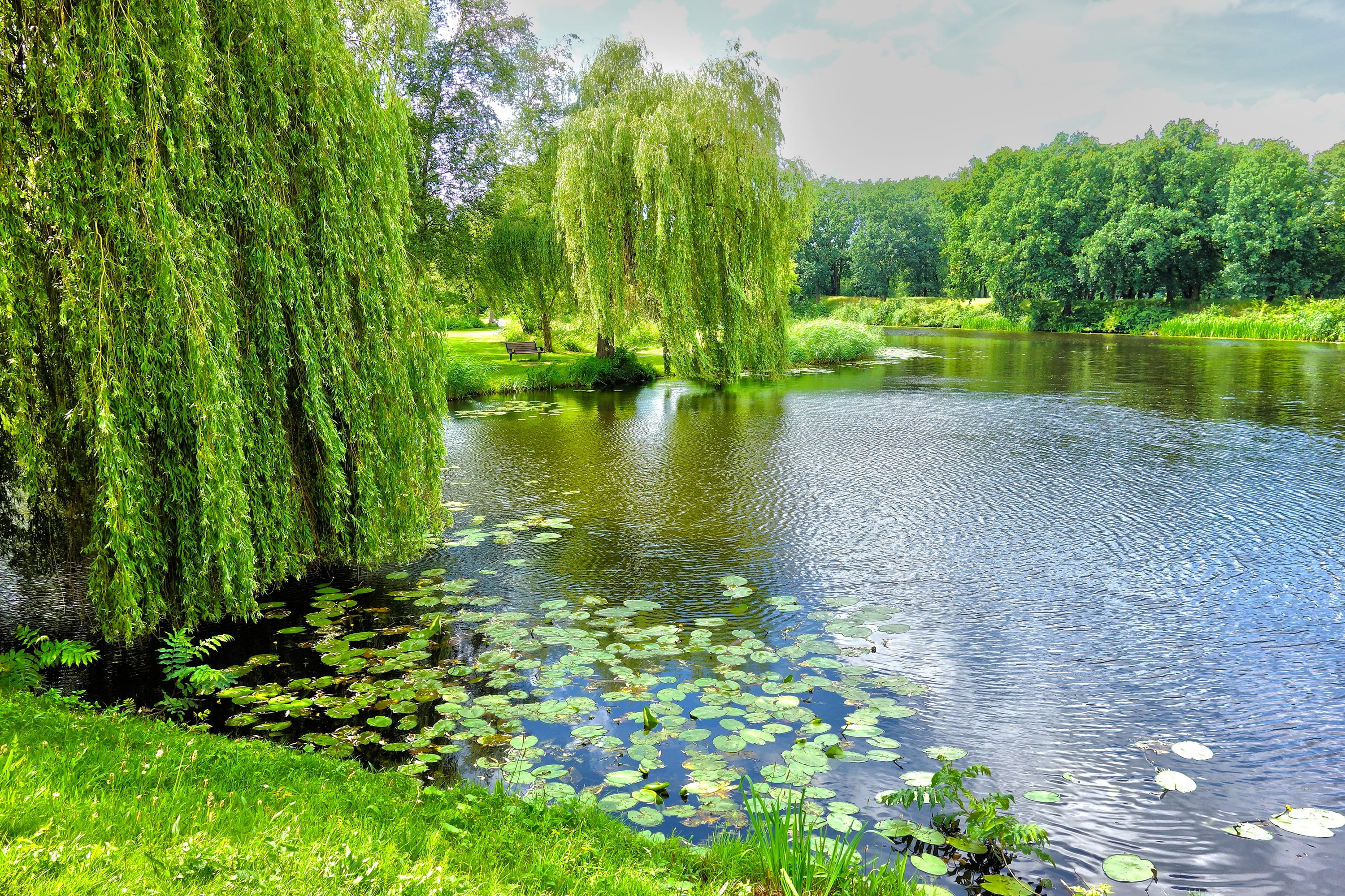 green trees near the lake pond willow weeping water lily 2k