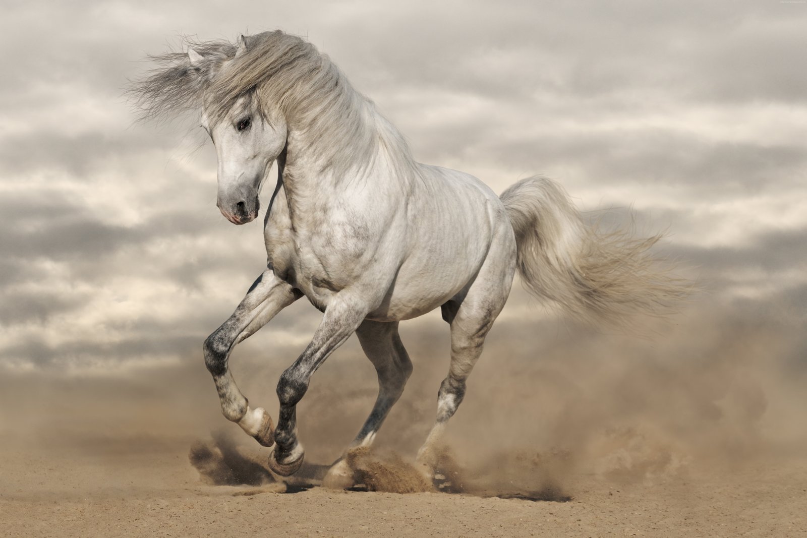 horse 2k 4k 5k