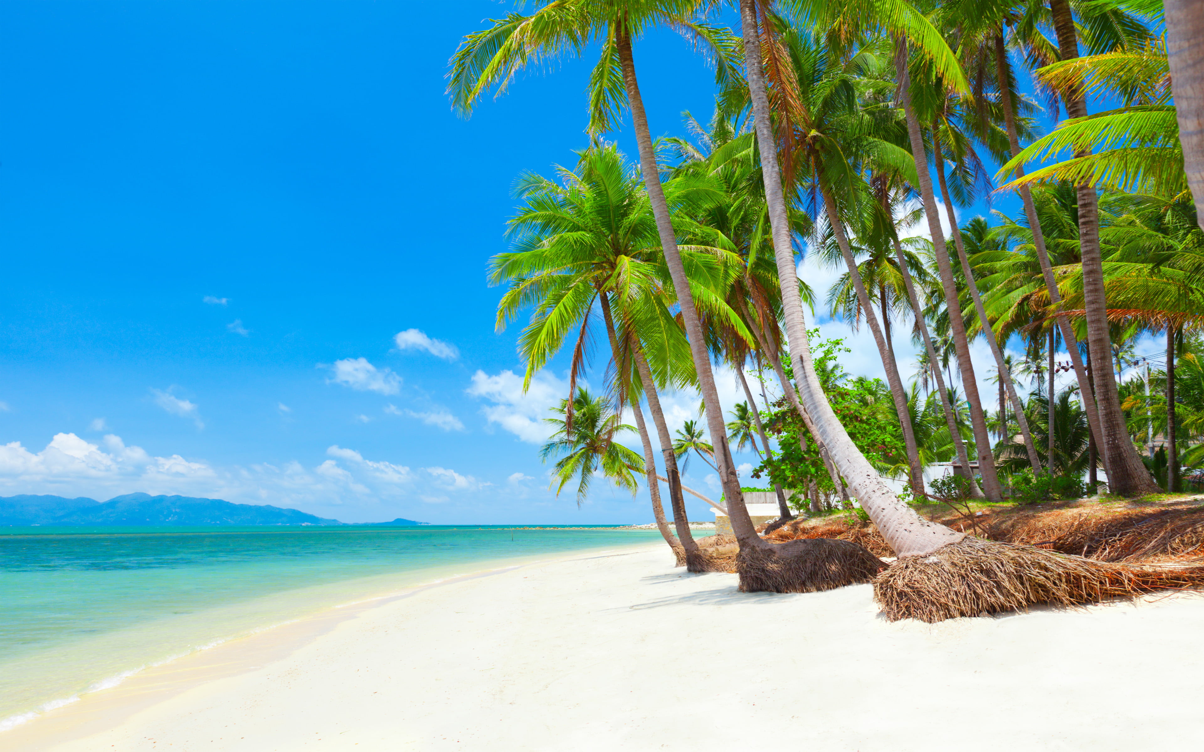 Koh Samui Thailand Tropical Beach With Coconut Palm Trees 2k 4k