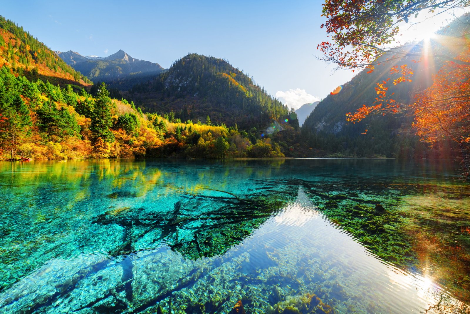 lake widescreen computer wallpaper water tree scenics nature 2k 4k