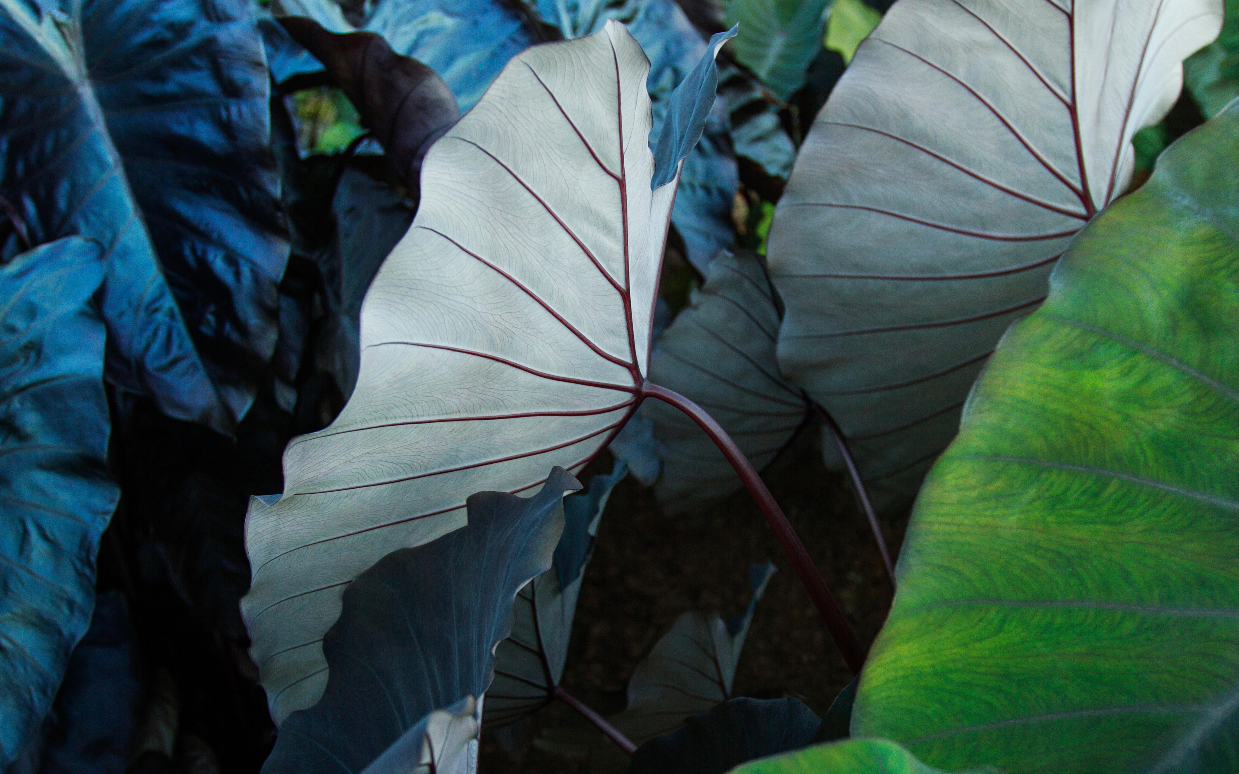 leaves stock iPad Pro 2k 4k