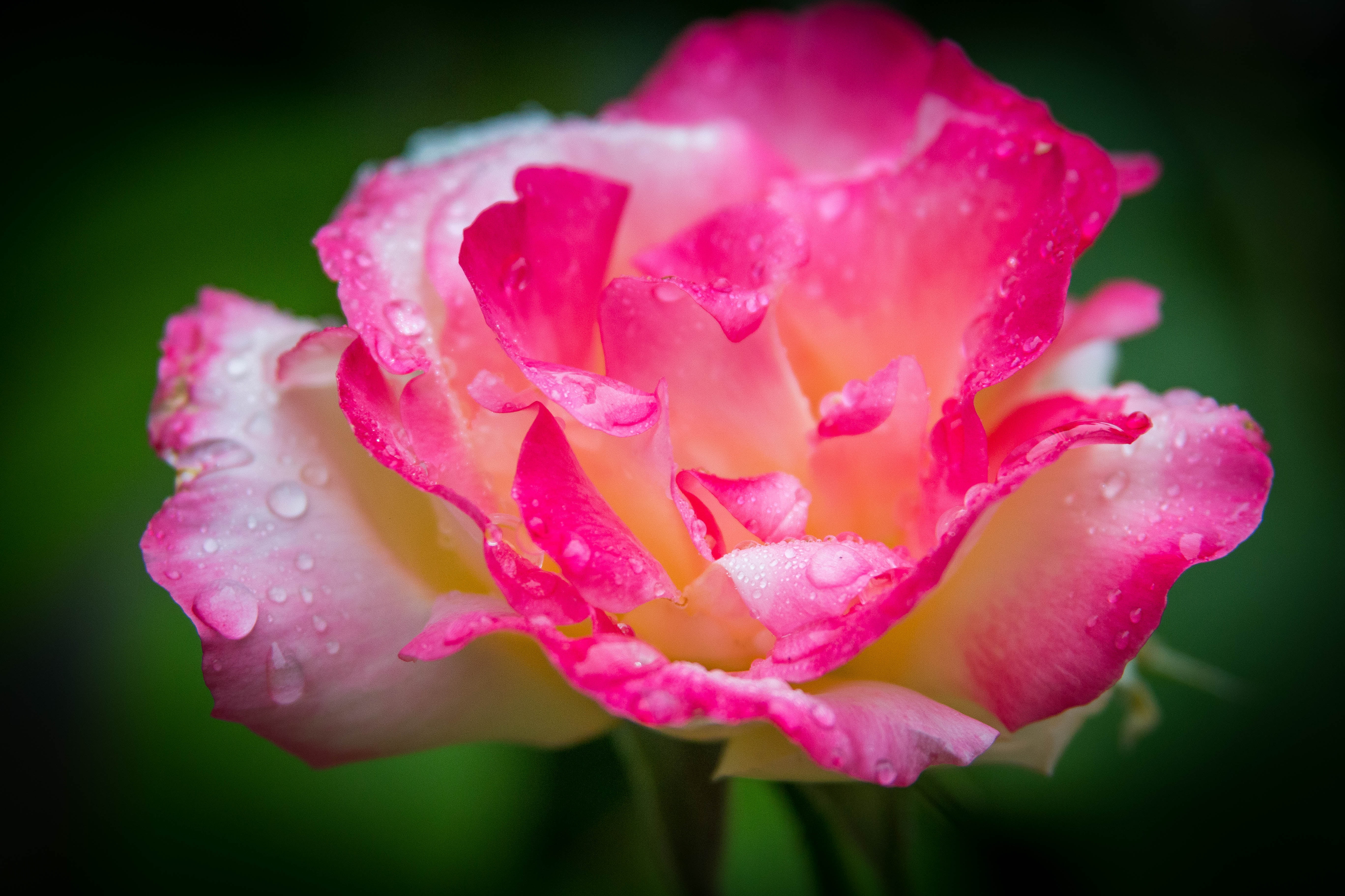 macro photography of pink and white rose with raindrops 2k 4k 5k