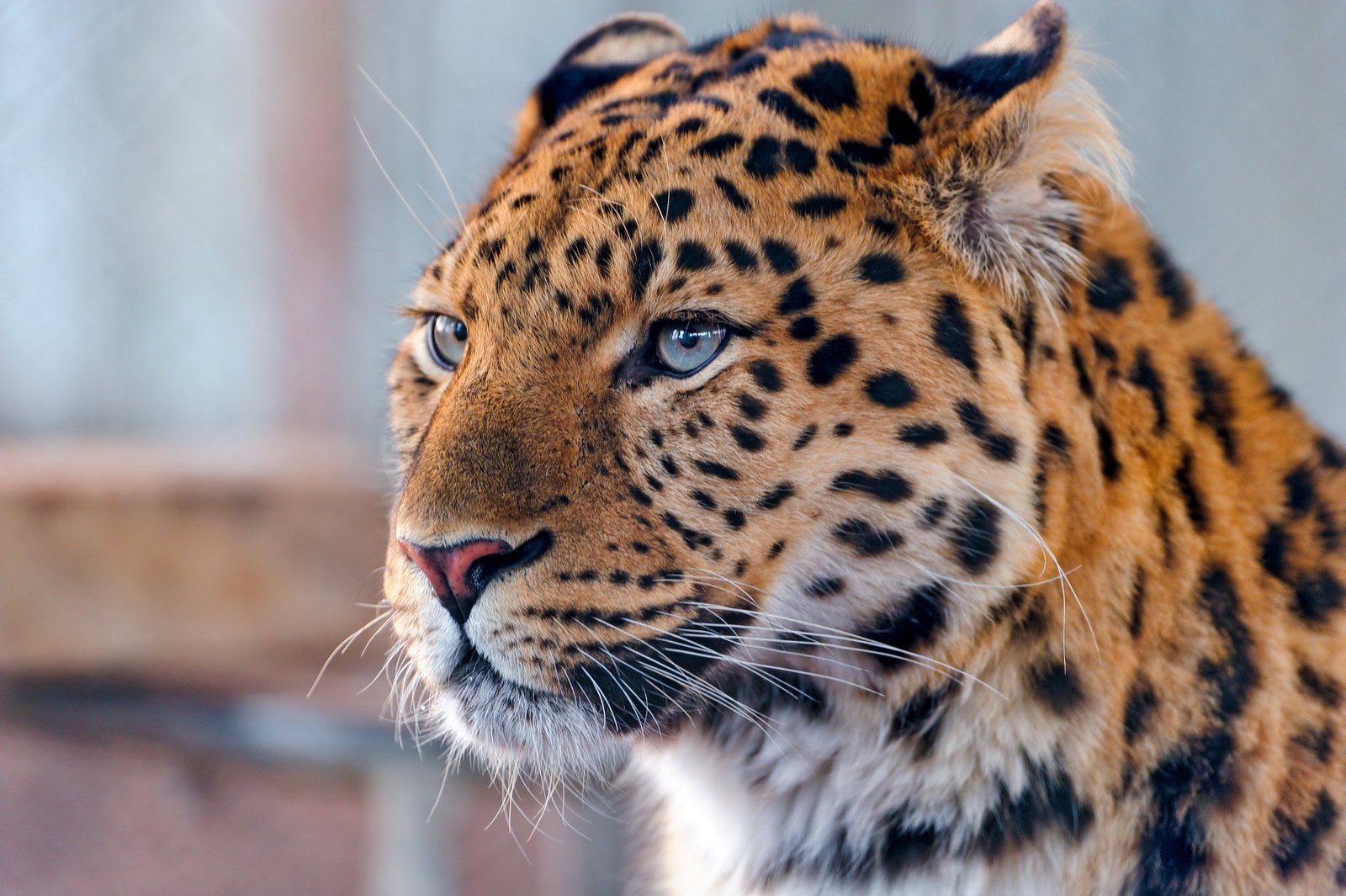 macro shot photography of cheetah leopard Calm attentive 2k 4k