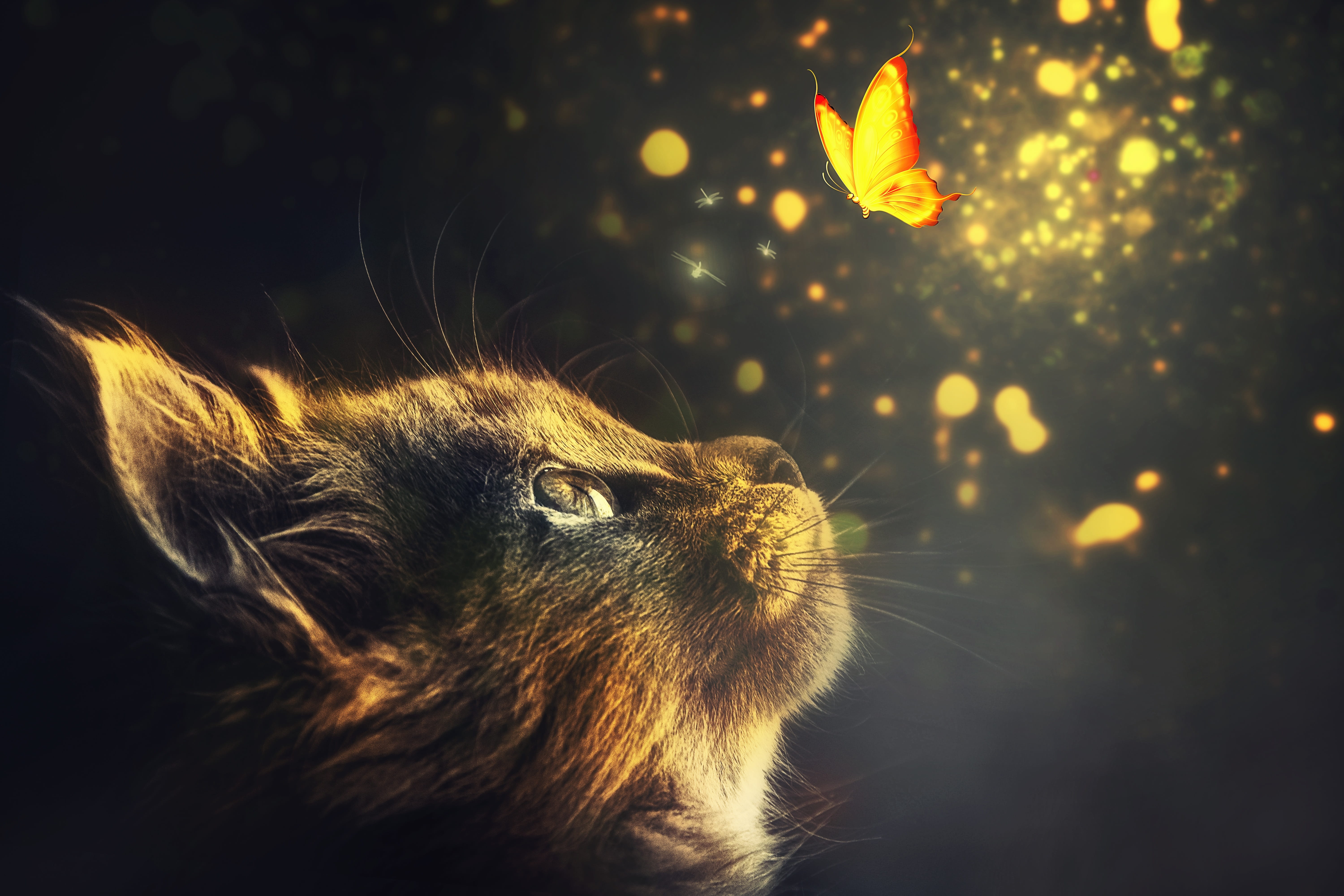manipulation cat animal butterflies glow yellow light 2k 4k 5k