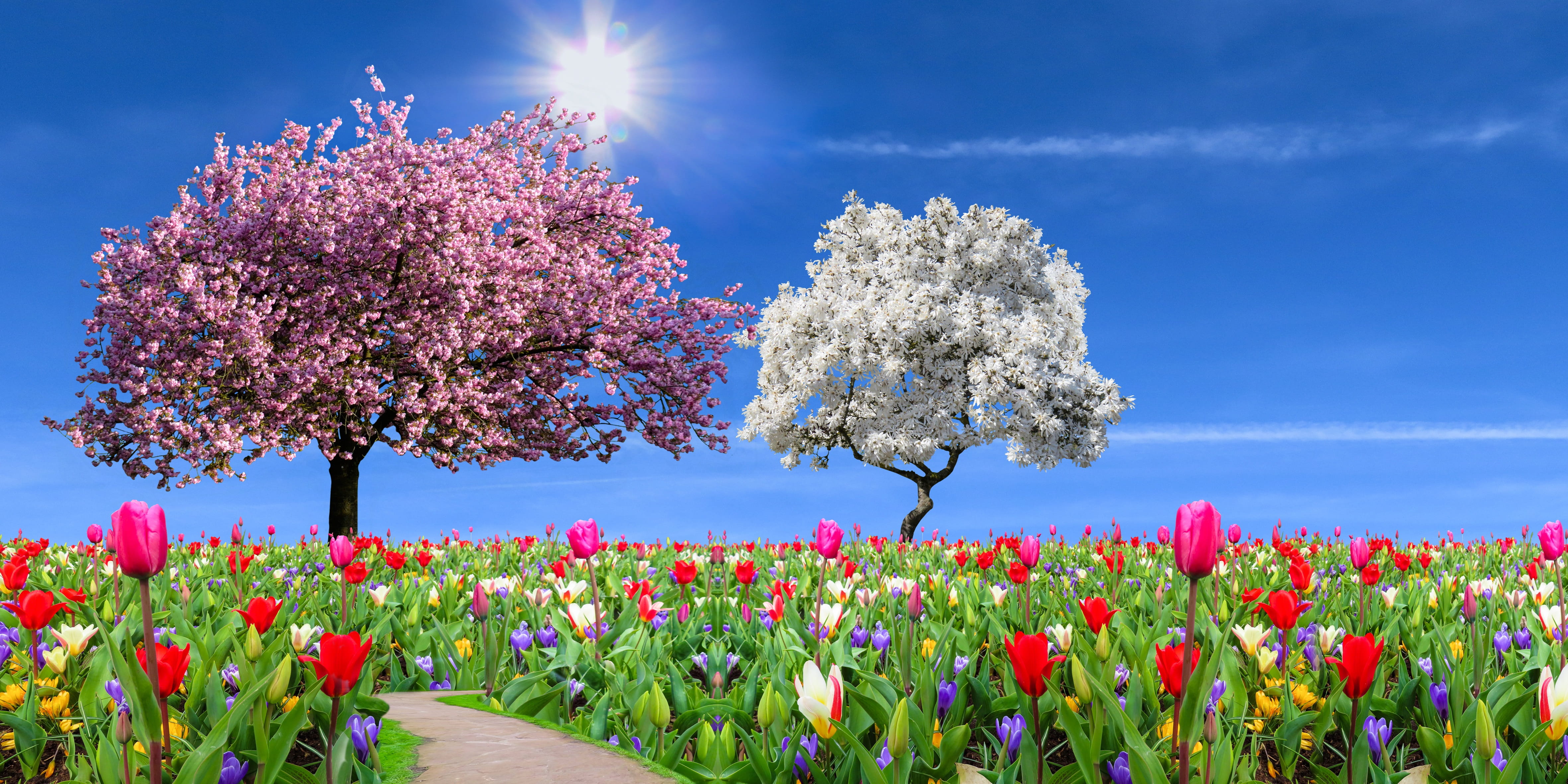 nature landscape garden spring season flowers tulips 2k 4k 5k
