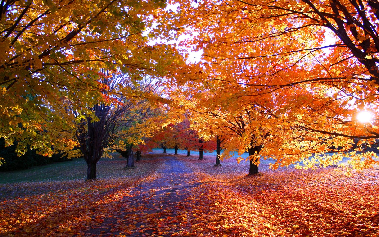 orange leaves tree nature fall park trees path sunlight 2k