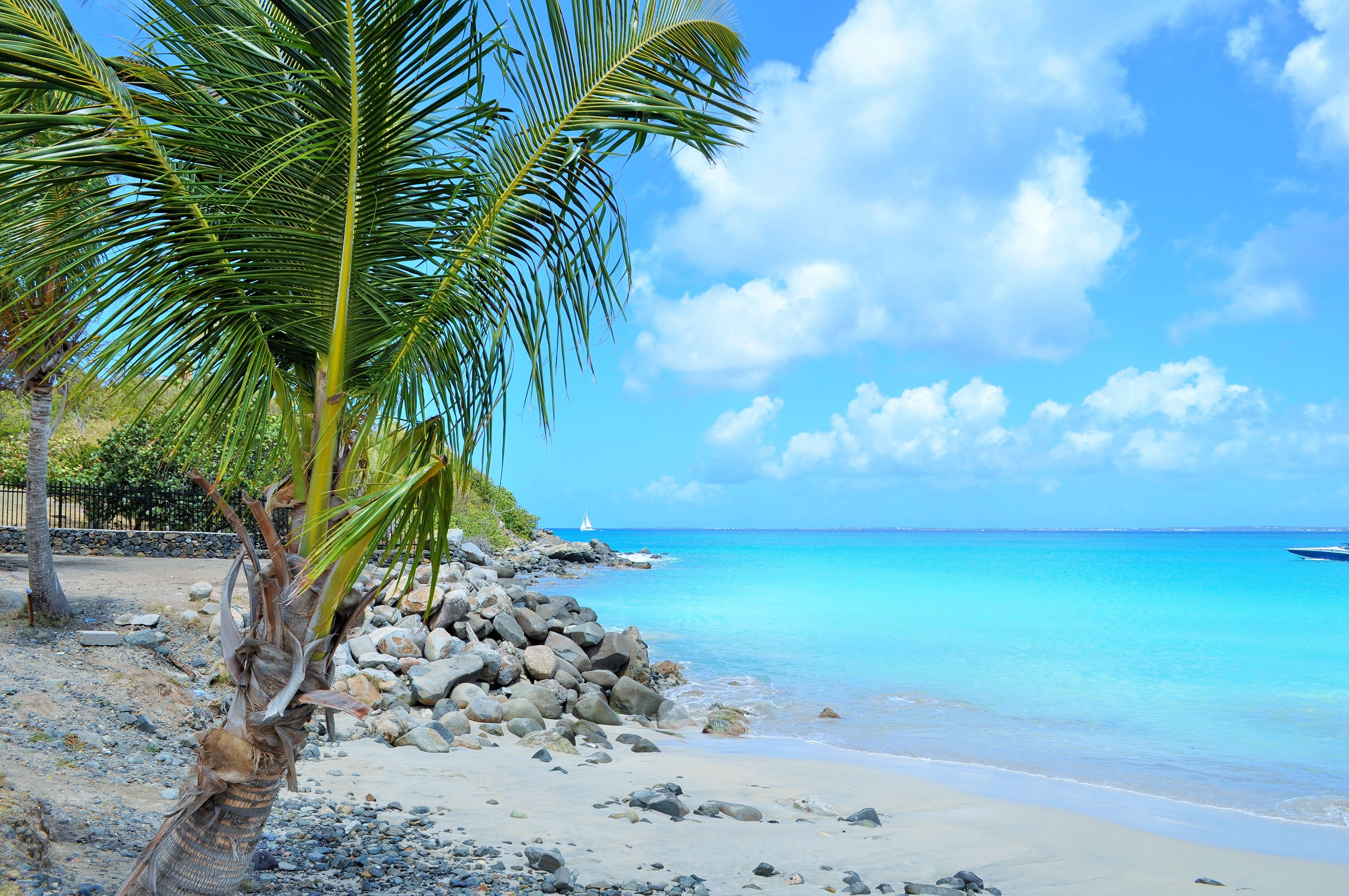photo of green coconut palm tree by the sea under blue sky west indies 2k 4k
