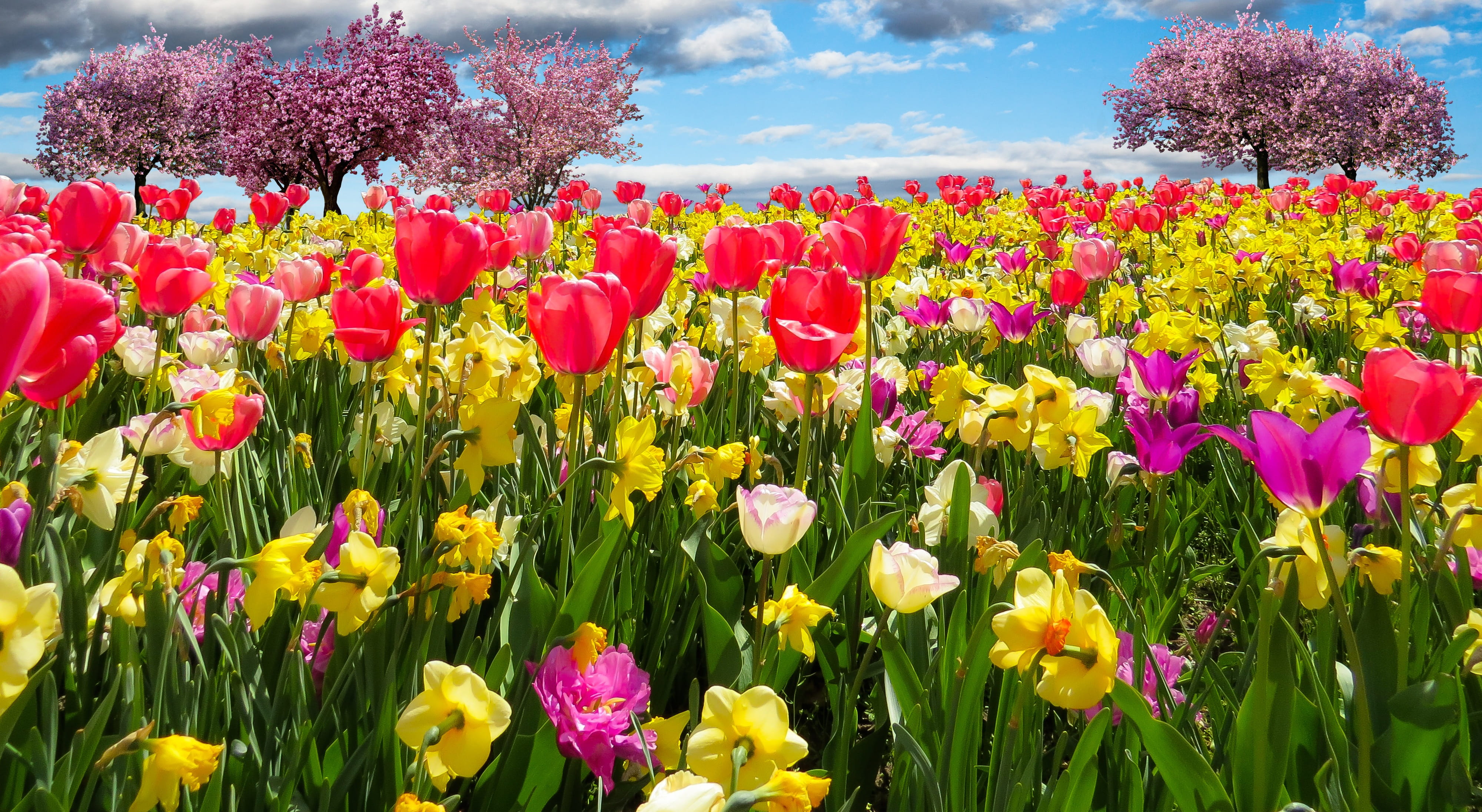 pink and red Tulips with yellow Daffodils field spring awakening 2k 4k