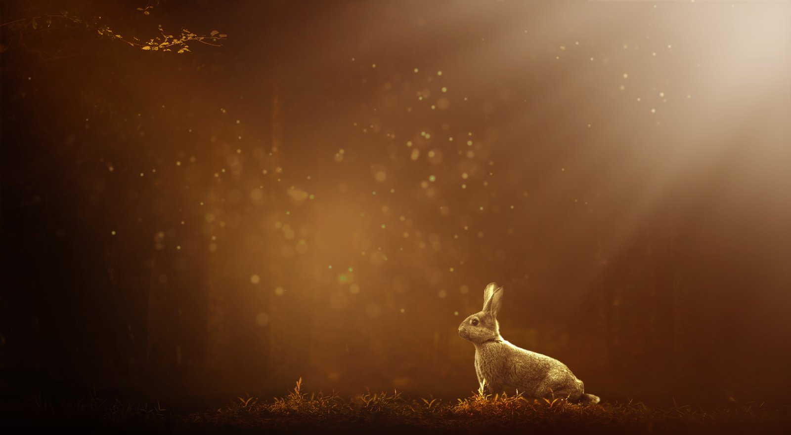 Rabbit Forest Bokeh Sunlight 2k 4k 5k 8k 10k