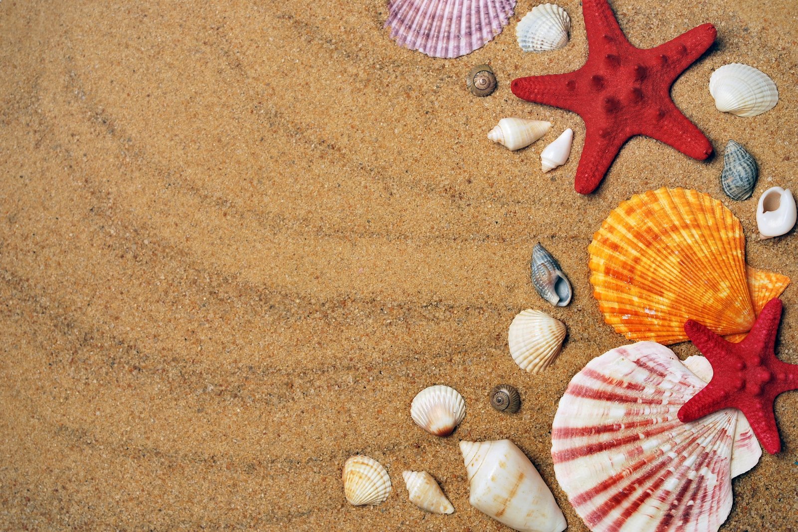 red white and yellow seashells on brown sand coast beach 2k 4k