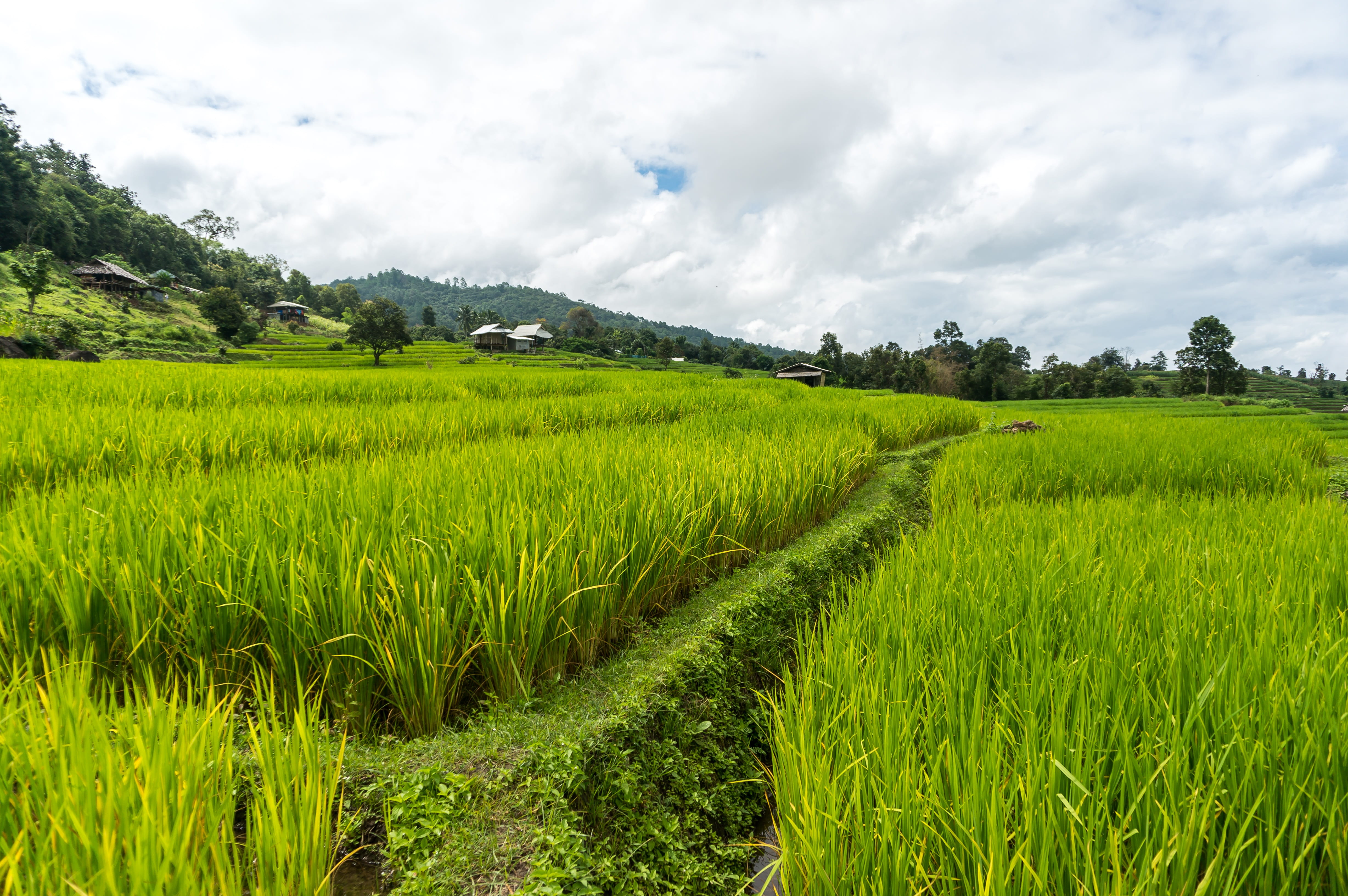 Rice Field Terrace Thailand chiang mai landscape agriculture 2k 4k 5k