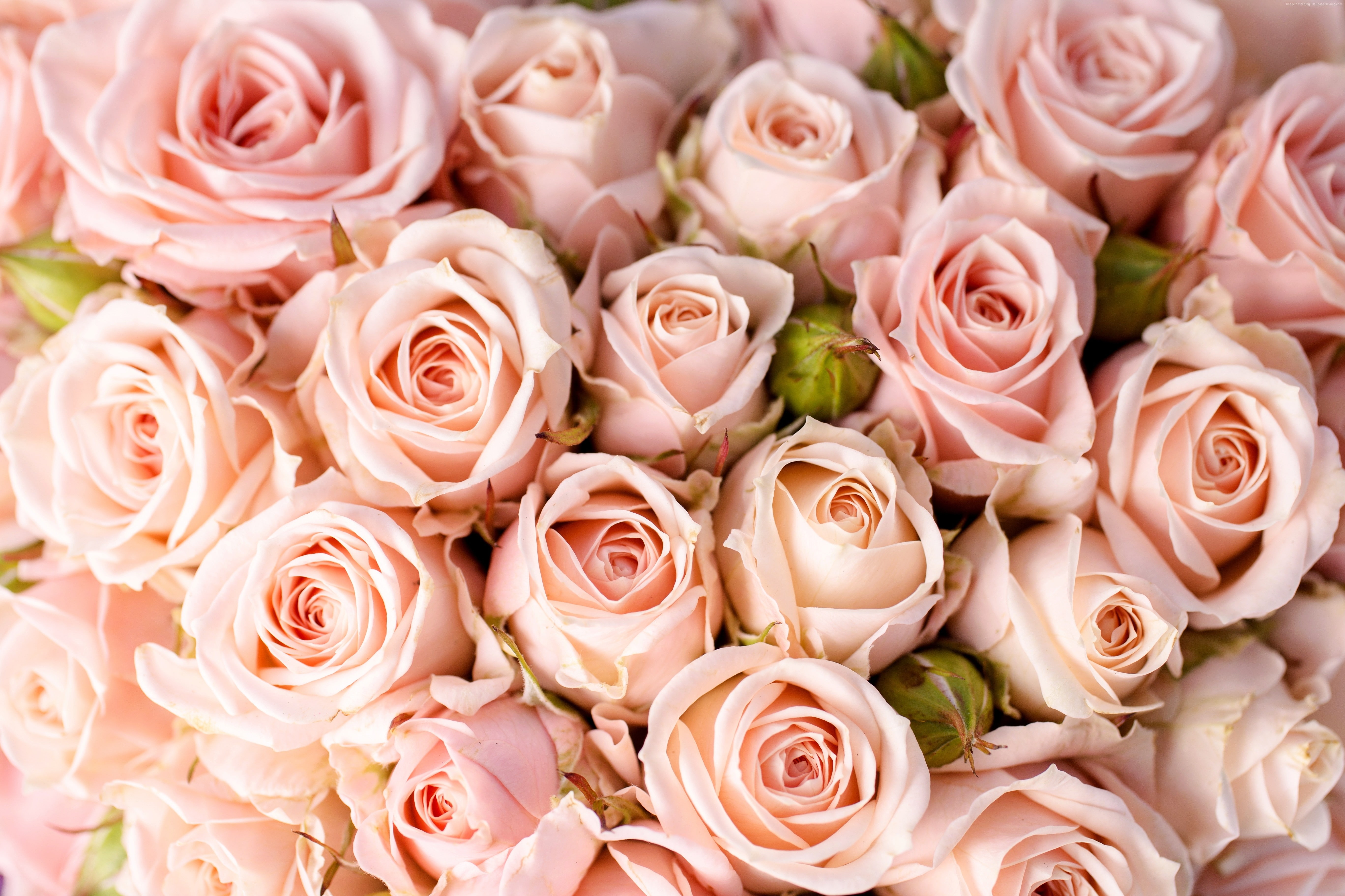 Roses flowers pink 2k 4k 5k