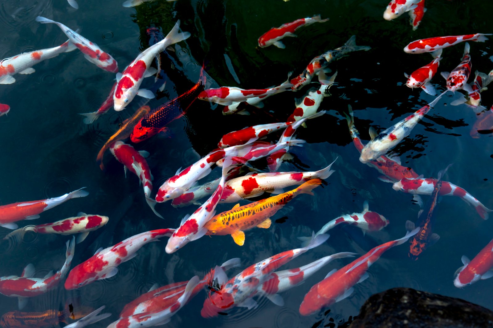 School Of Koi Fish animals aquatic animal pond school of fish 2k 4k 5k 8k