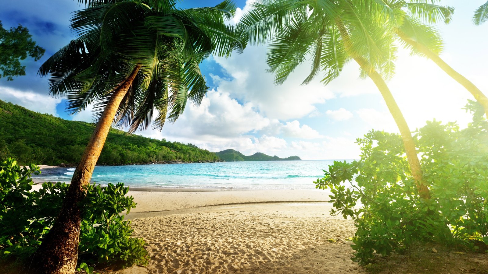 sea summer sandy beach coast sunlight ocean water tree 2k 4k