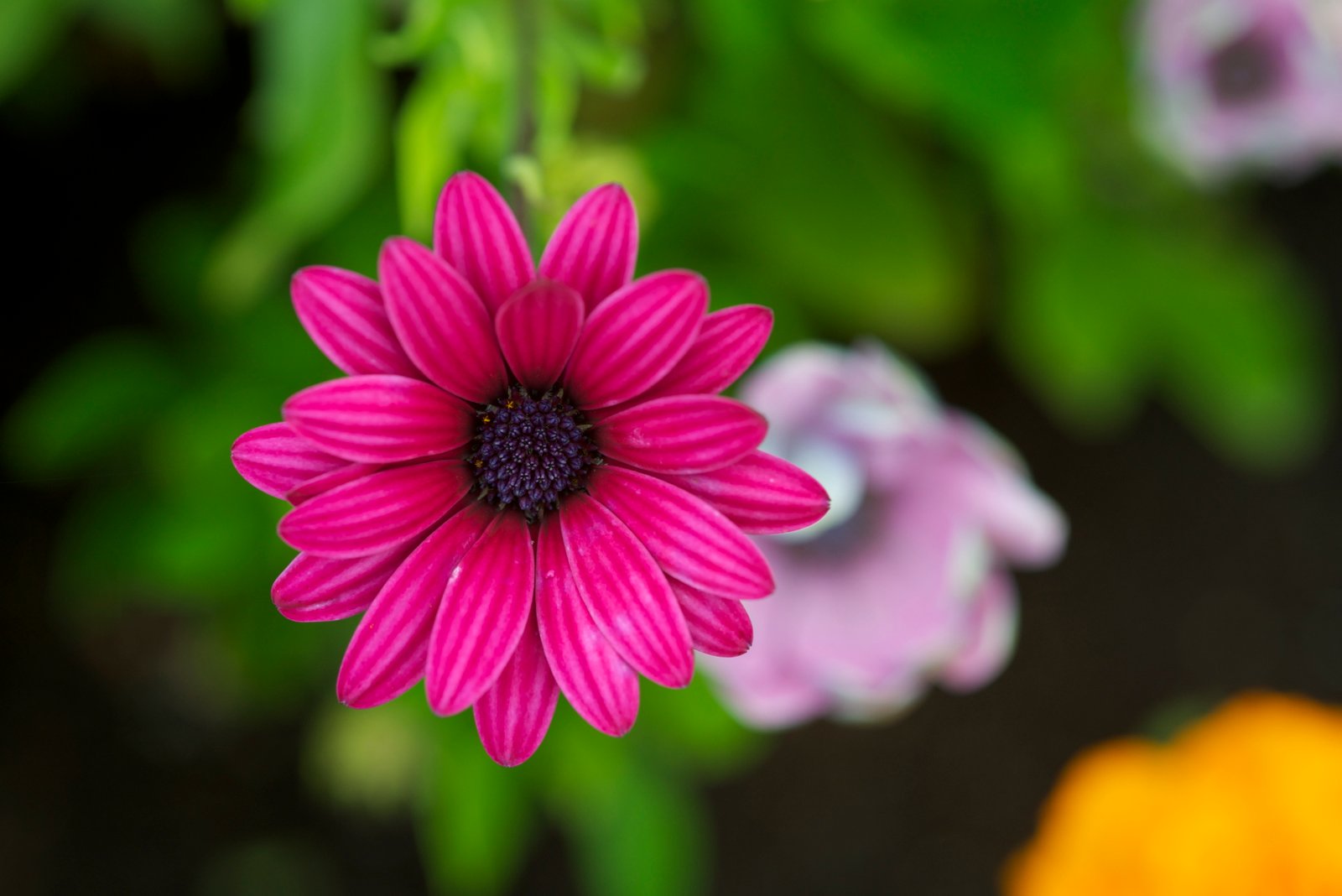 selective focus photo of pink petaled flower nature plant summer 2k 4k 5k
